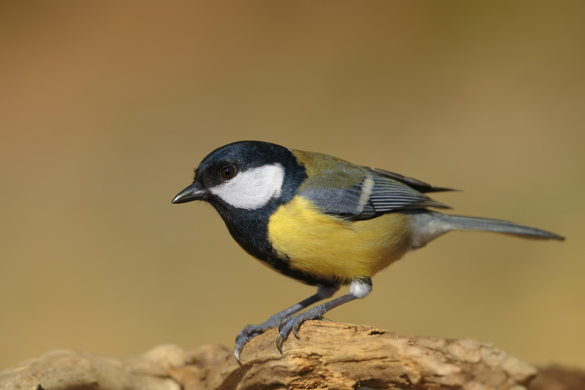 Great Tit