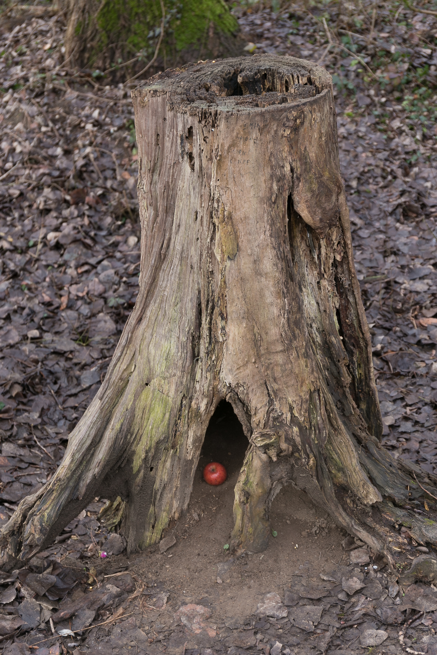 The apple of Snow White