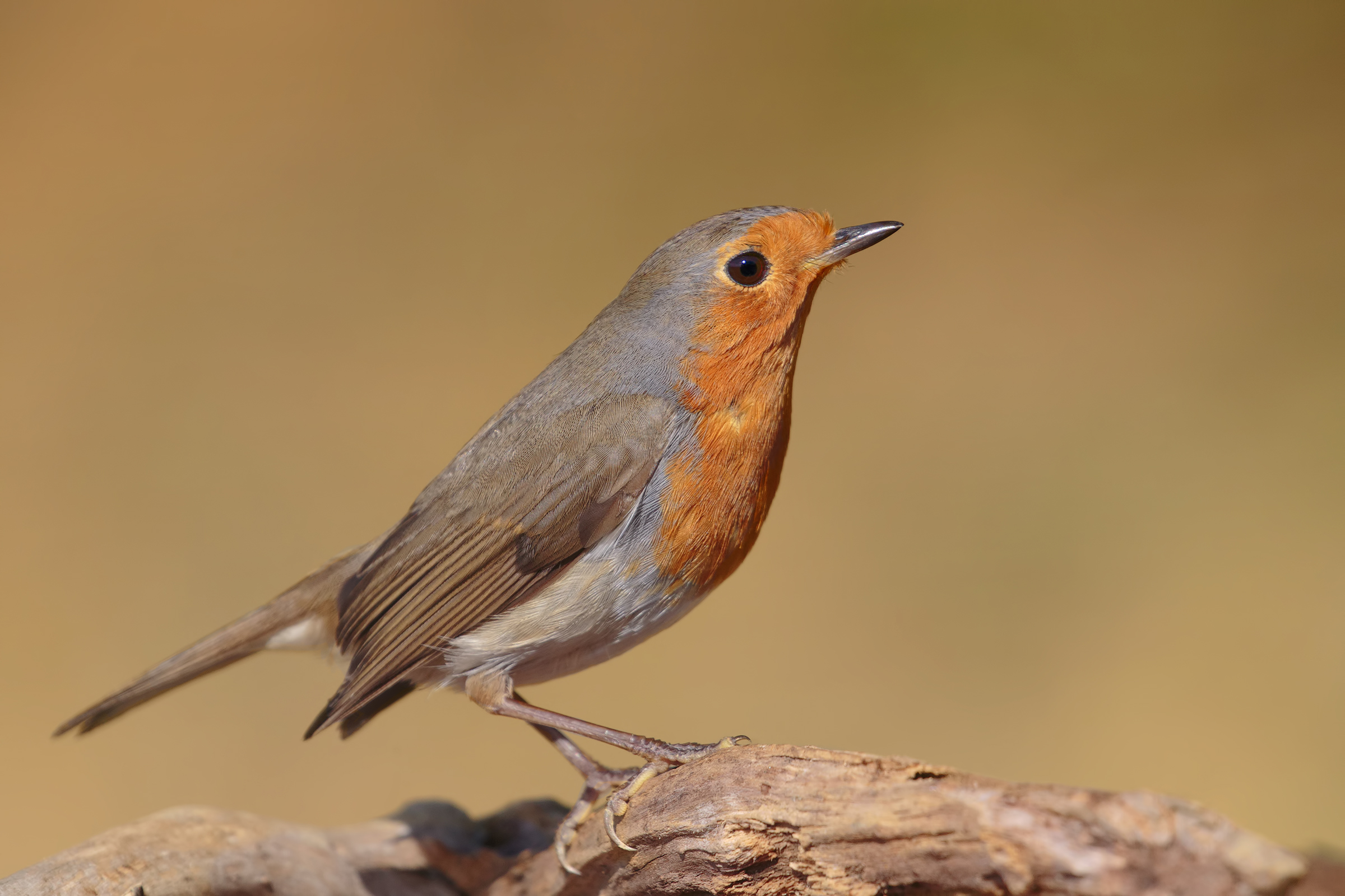 the ever Petti..è the Breasts!