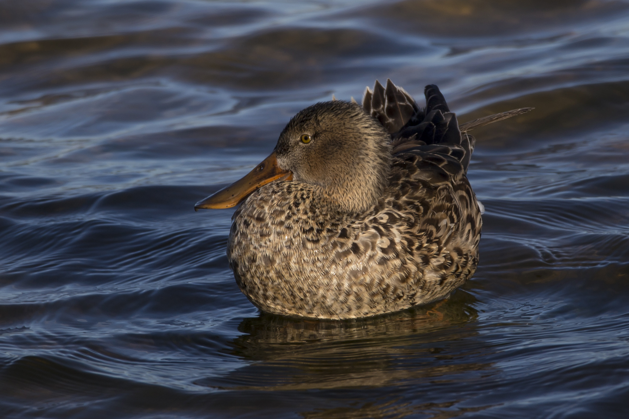 Shoveler (Anas clypeata Linnaeus, 1758)