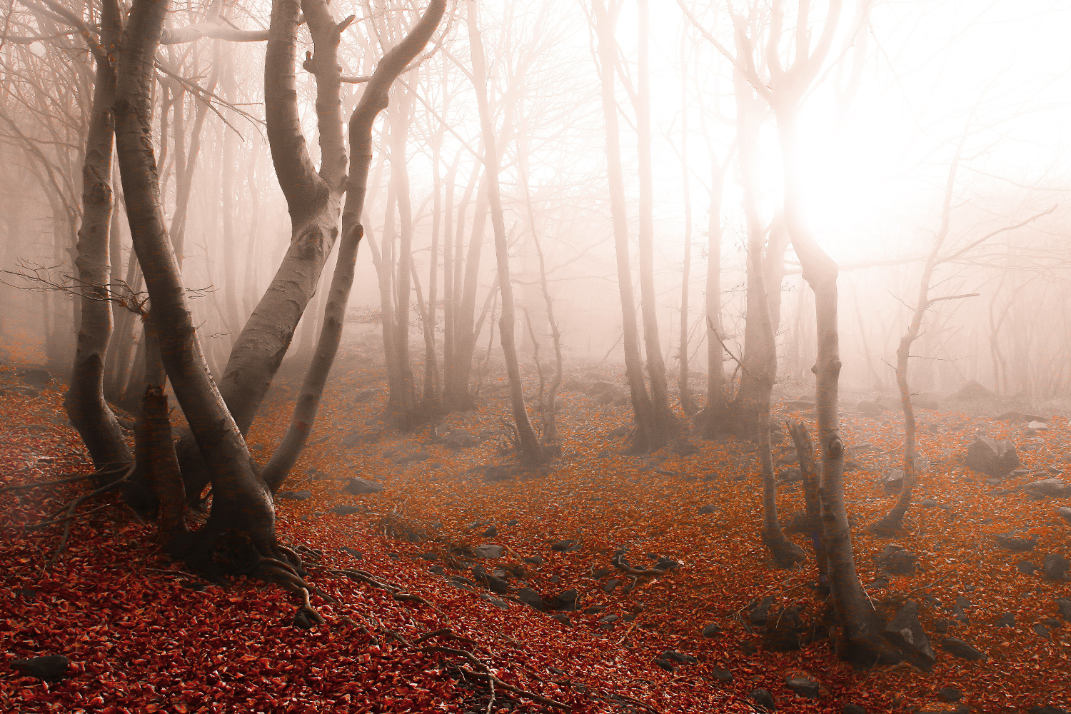 Un inverno senza neve....