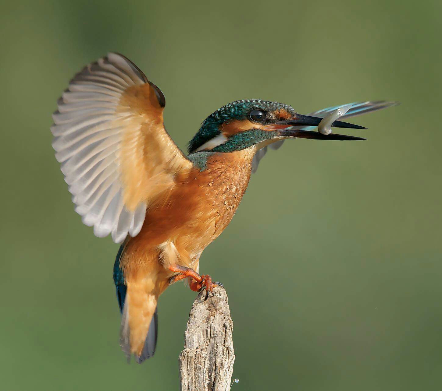 Kingfisher
