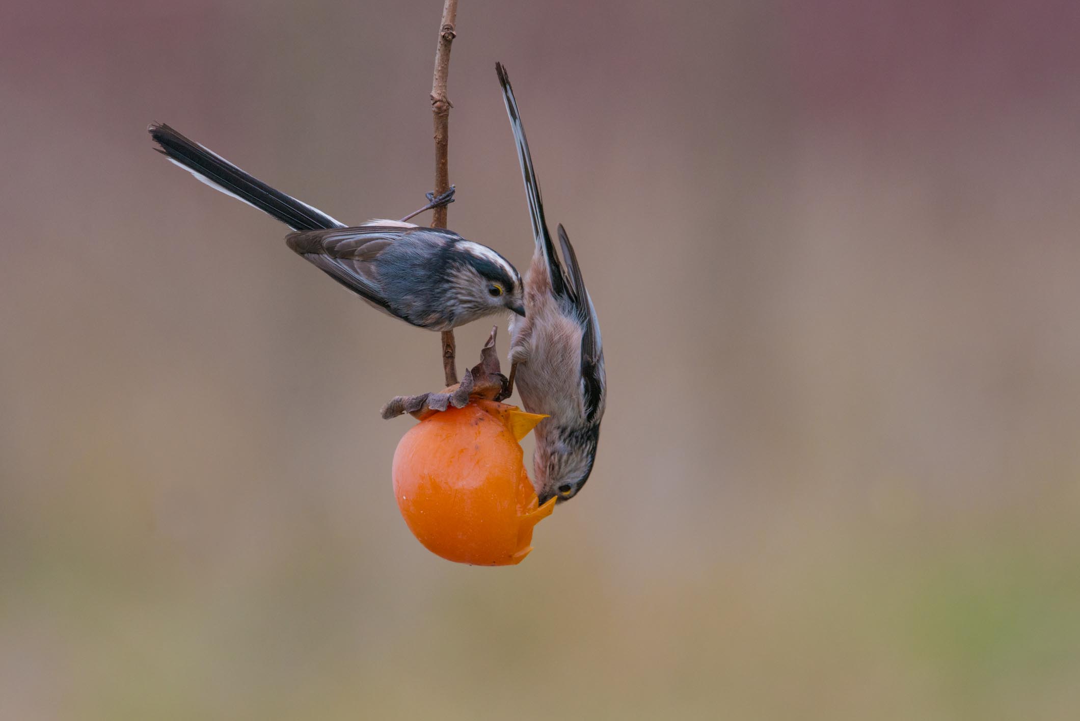 Long-tailed Tit