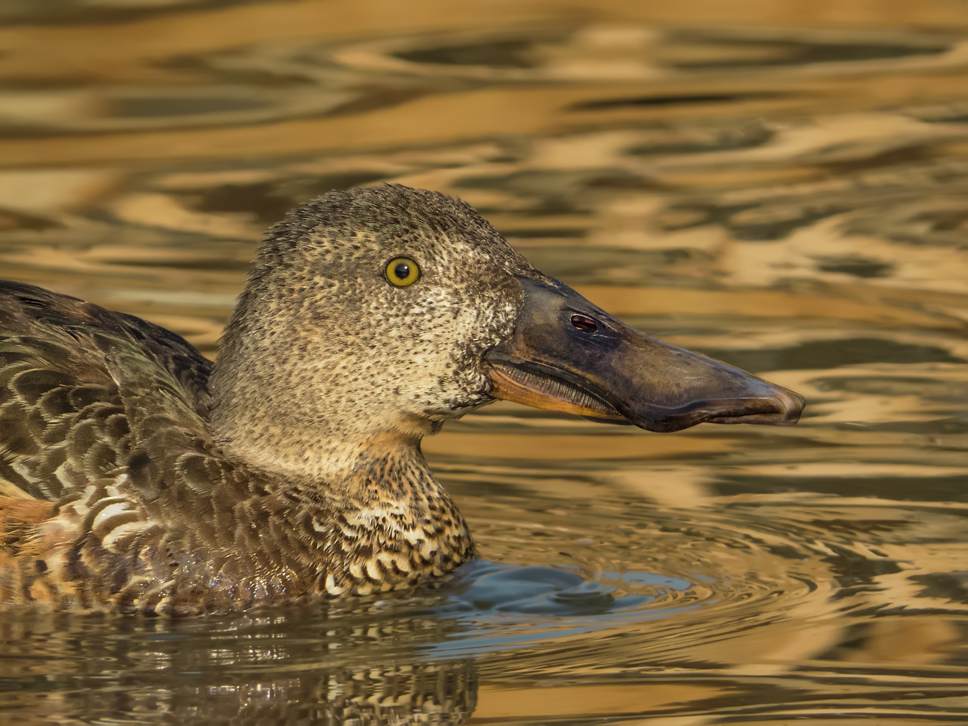 Shoveler