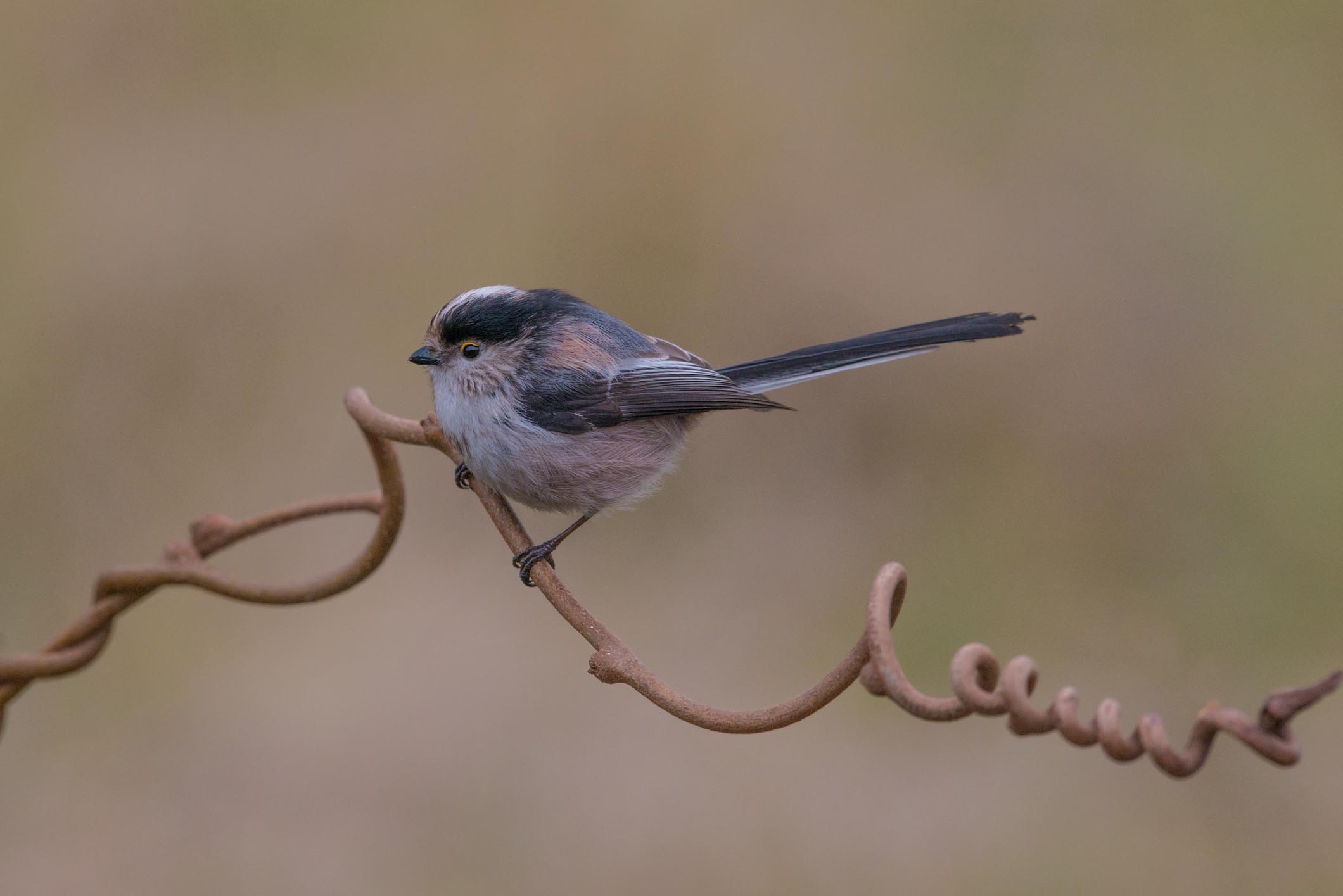 Long-tailed Tit