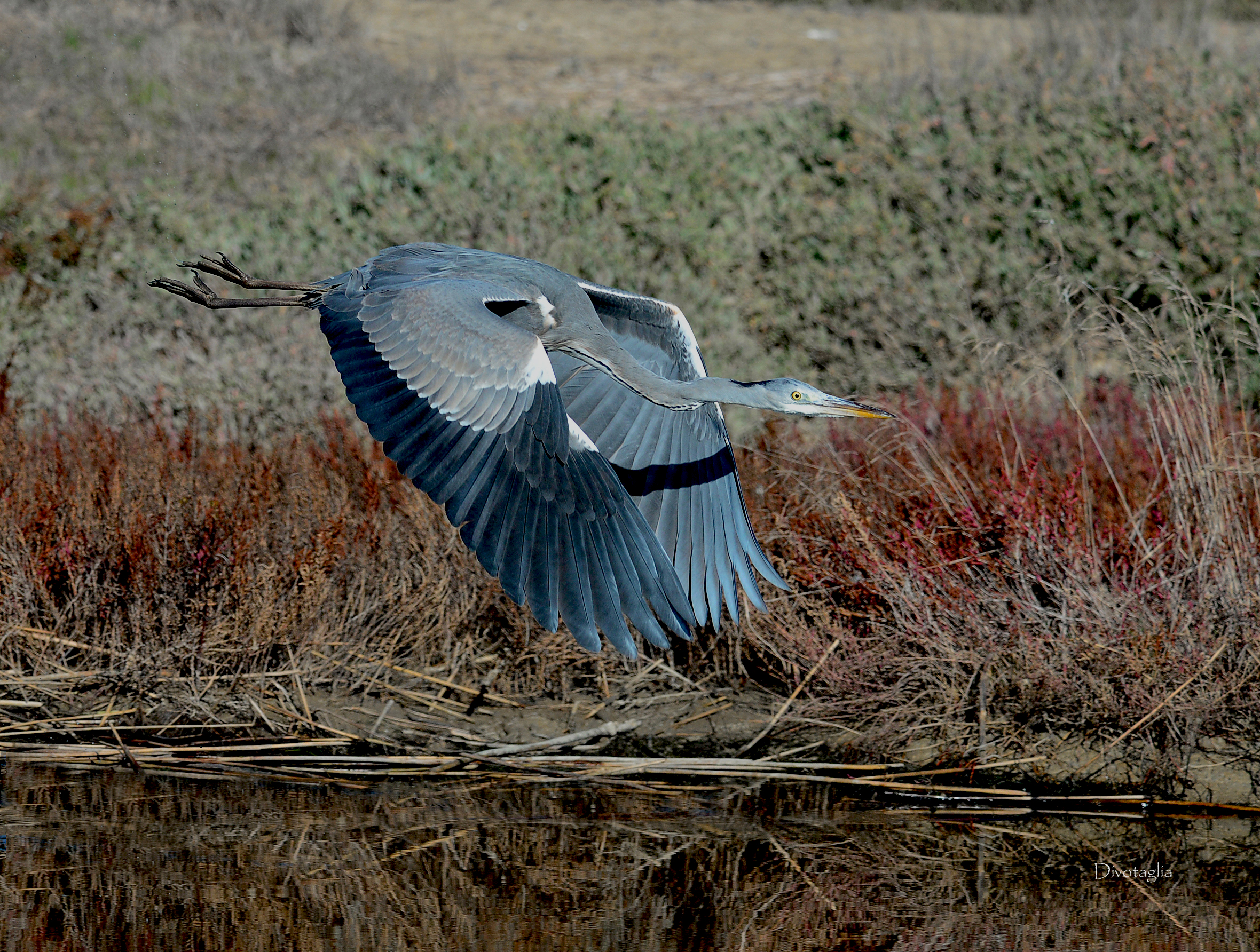 The Flight of the Heron