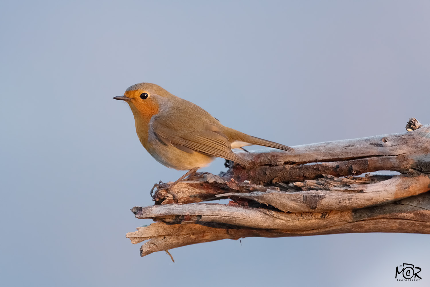 Robin (Erithacus rubecula)