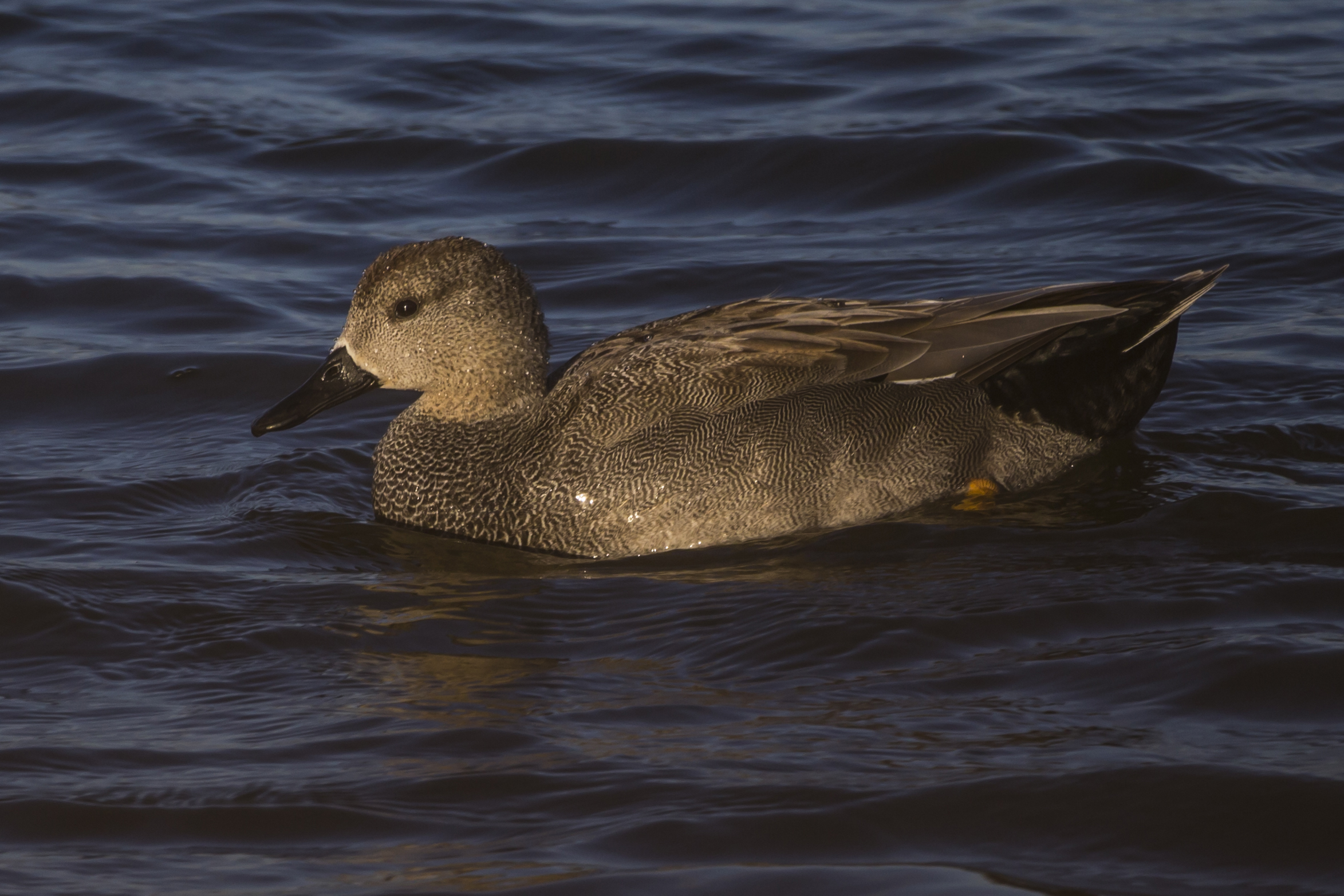 Gadwall