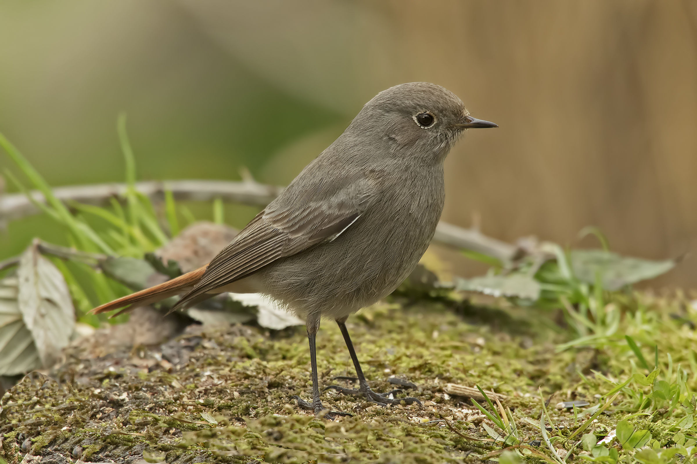 Chimney sweep Redstart
