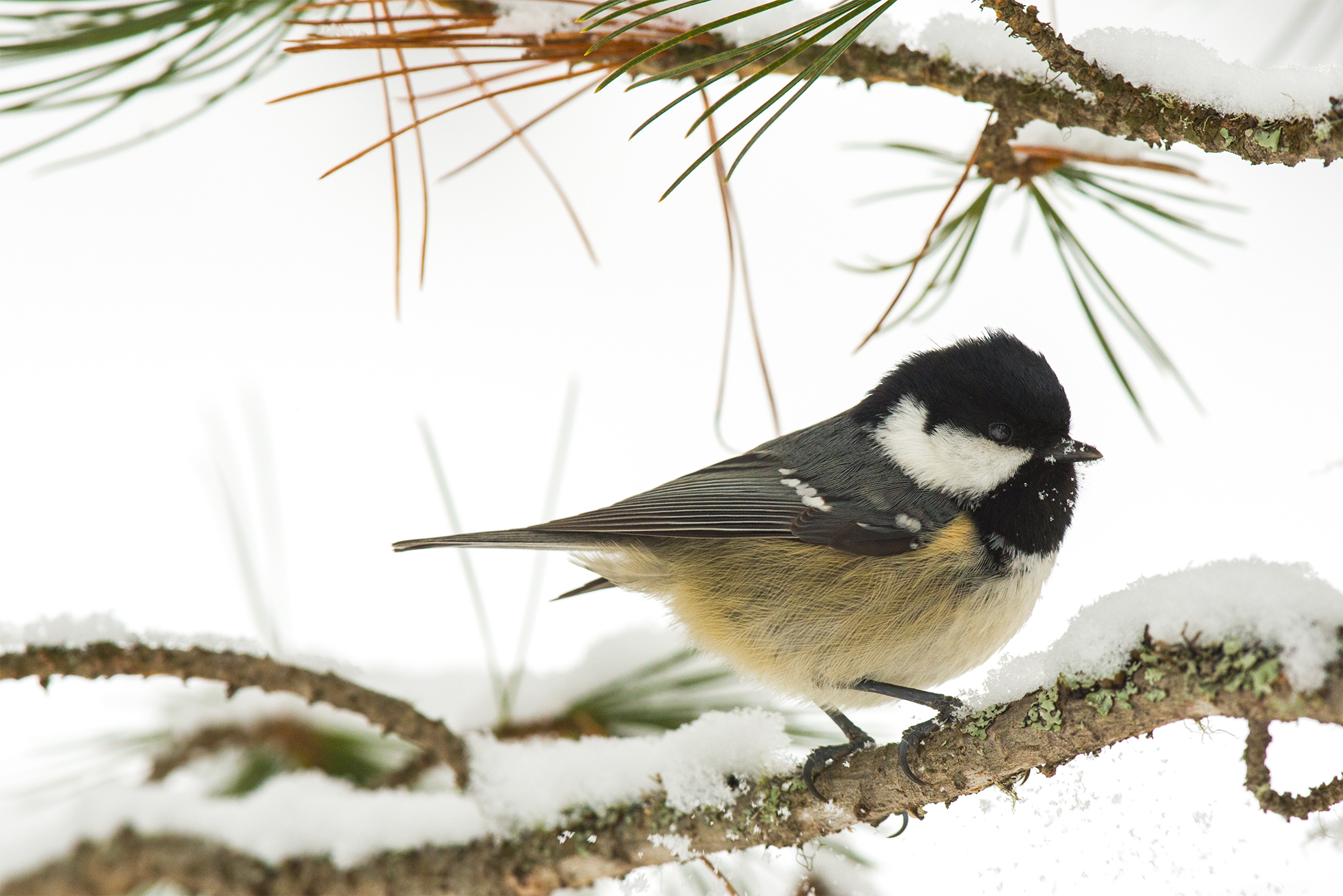 Tit winter