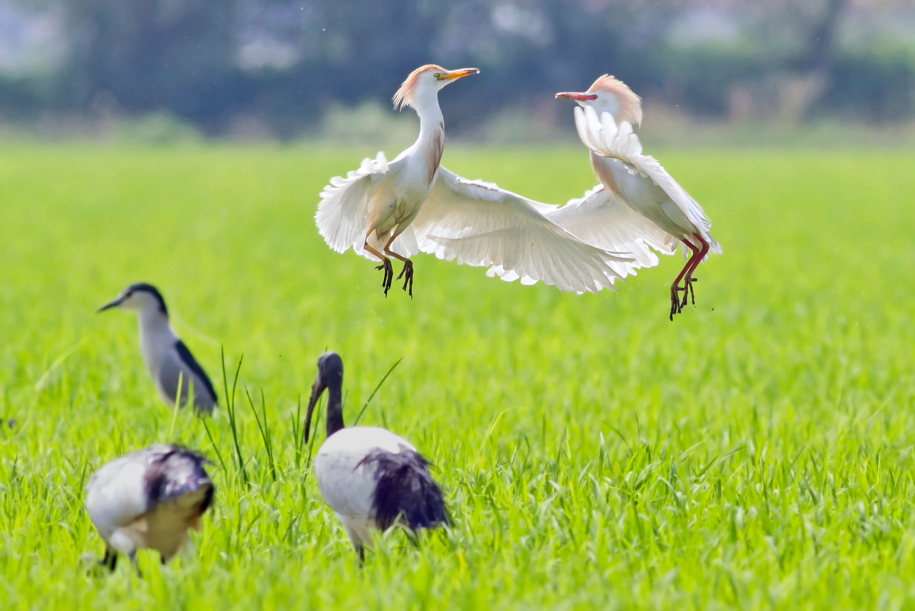 Guardabuoi:           Di Fronte