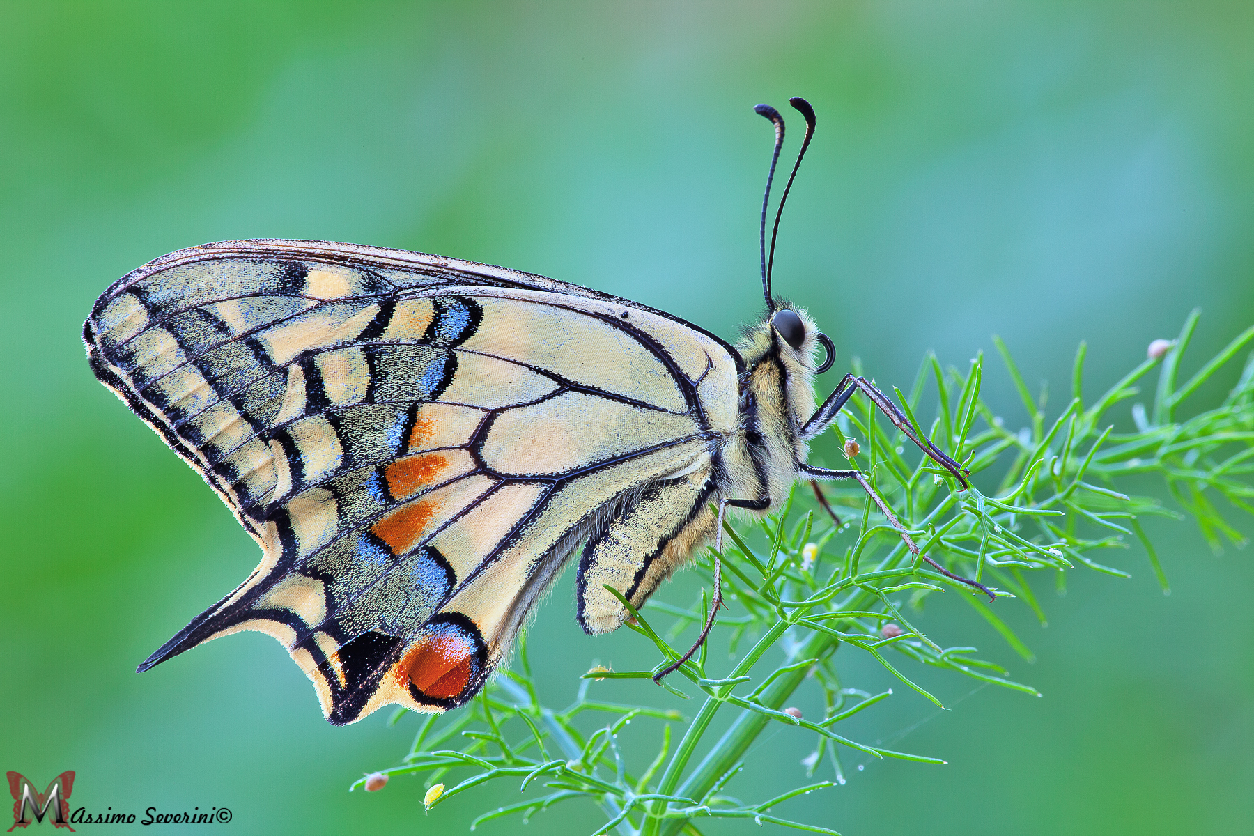 La mia pianta preferita.
