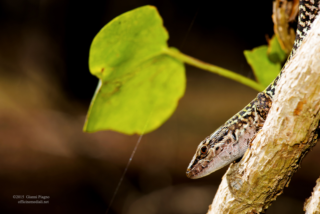 Podarcis sicula