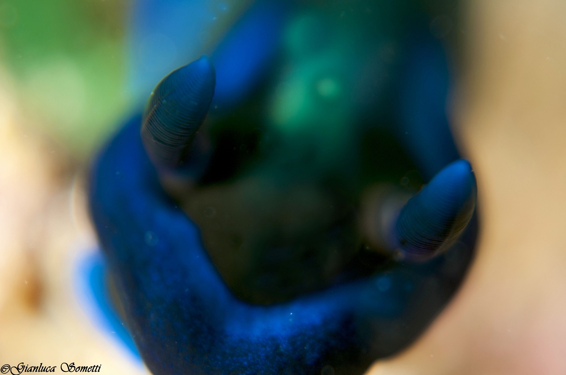 tambja morosa nudibranch