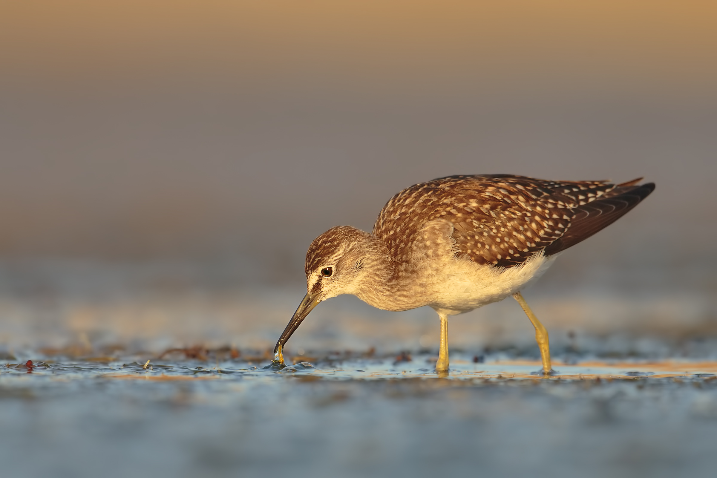 Wood Sandpiper