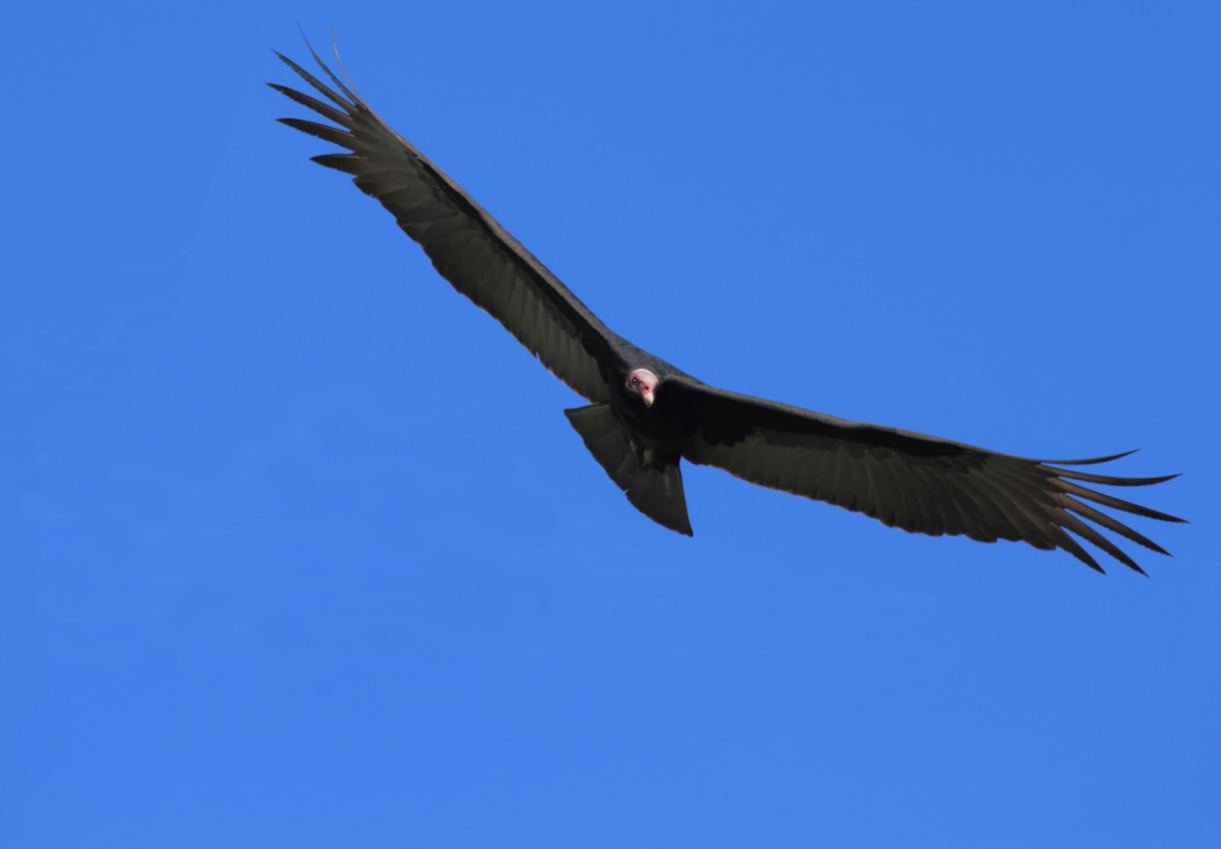 Vulture