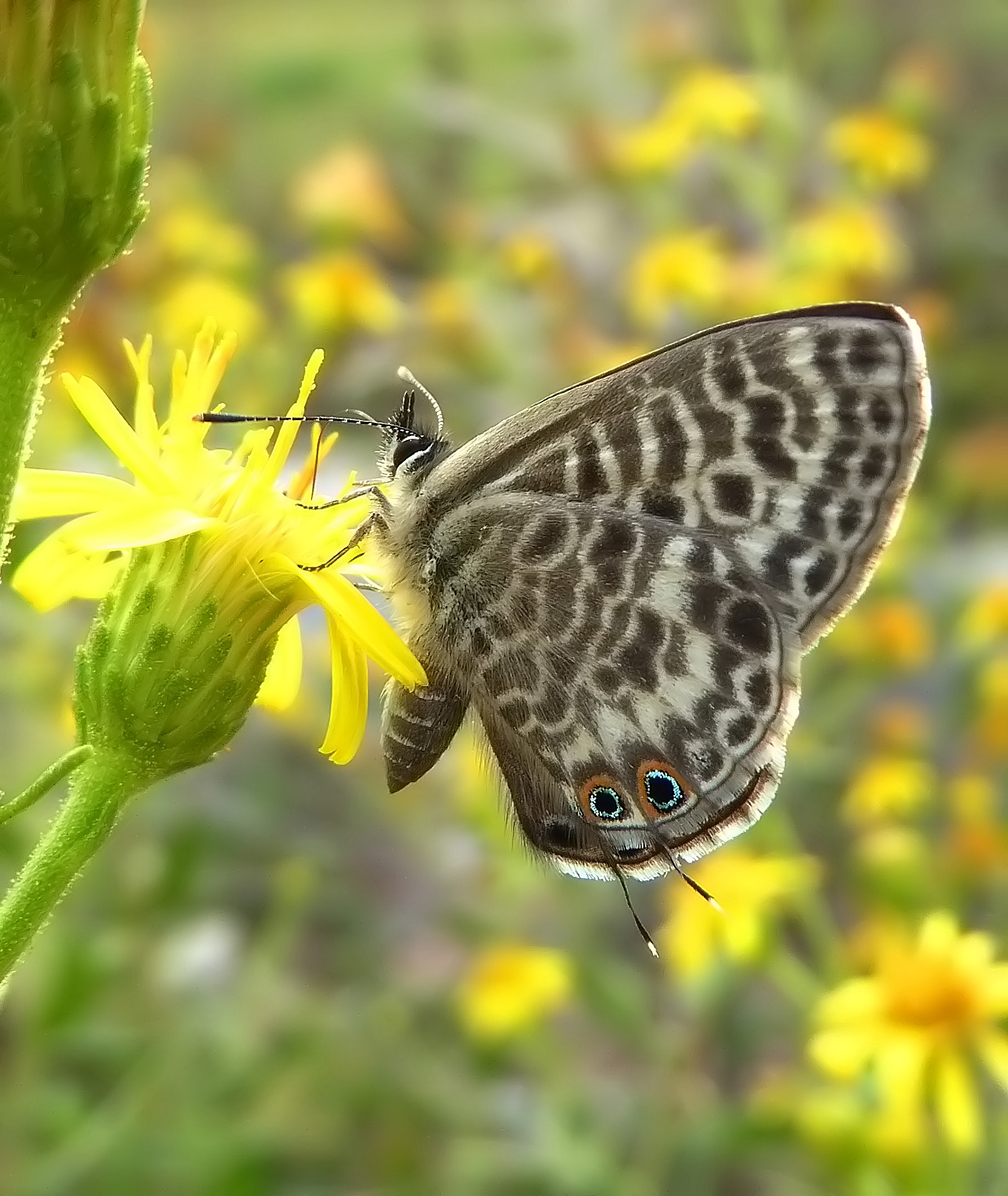 leptotes pirithous