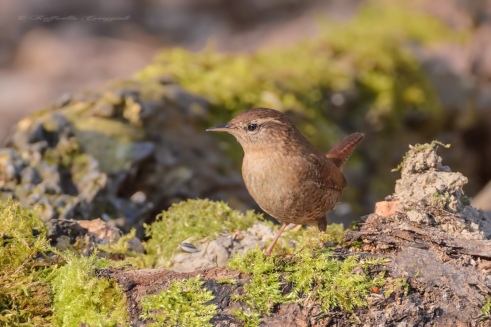 Wren