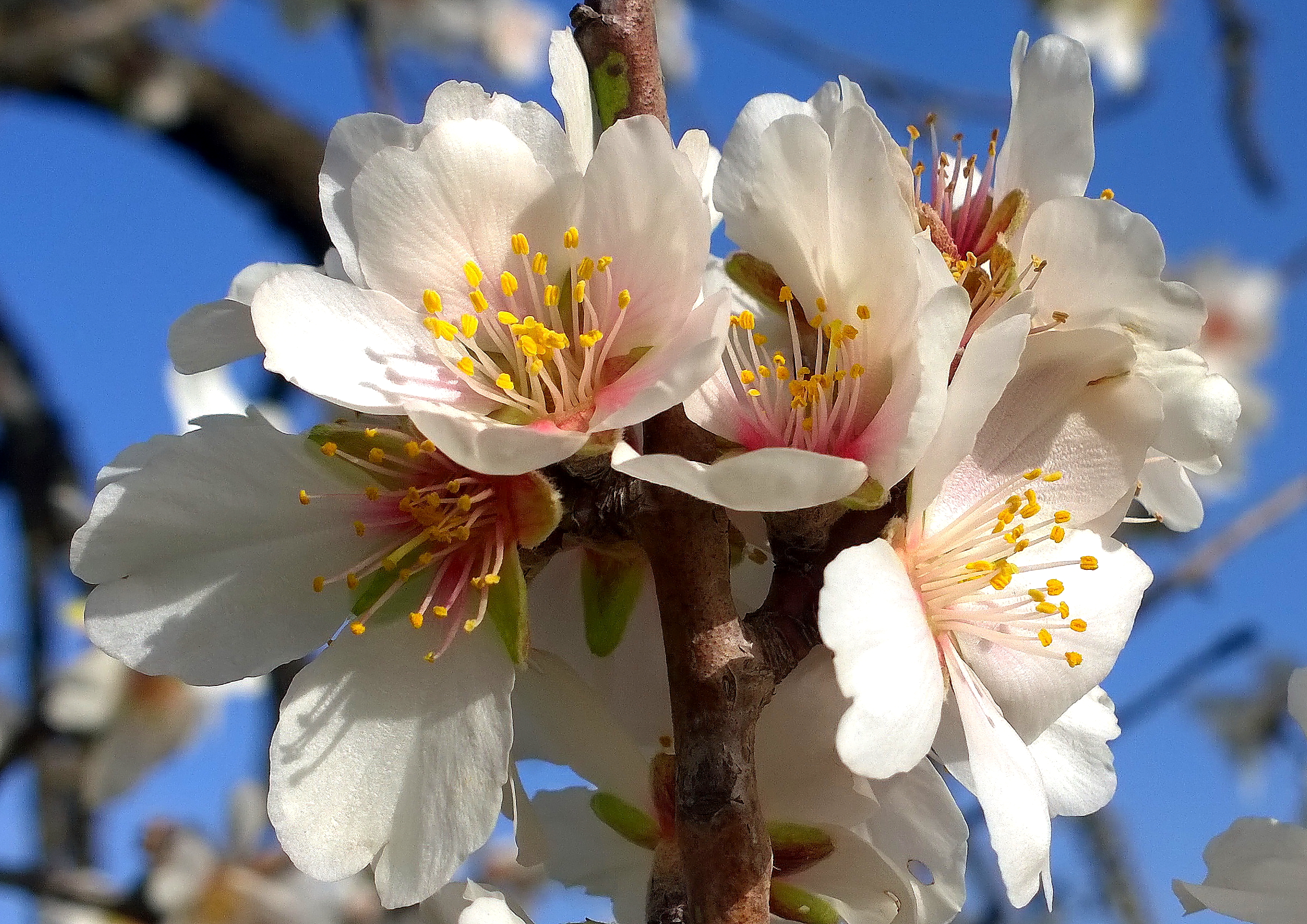 almond tree