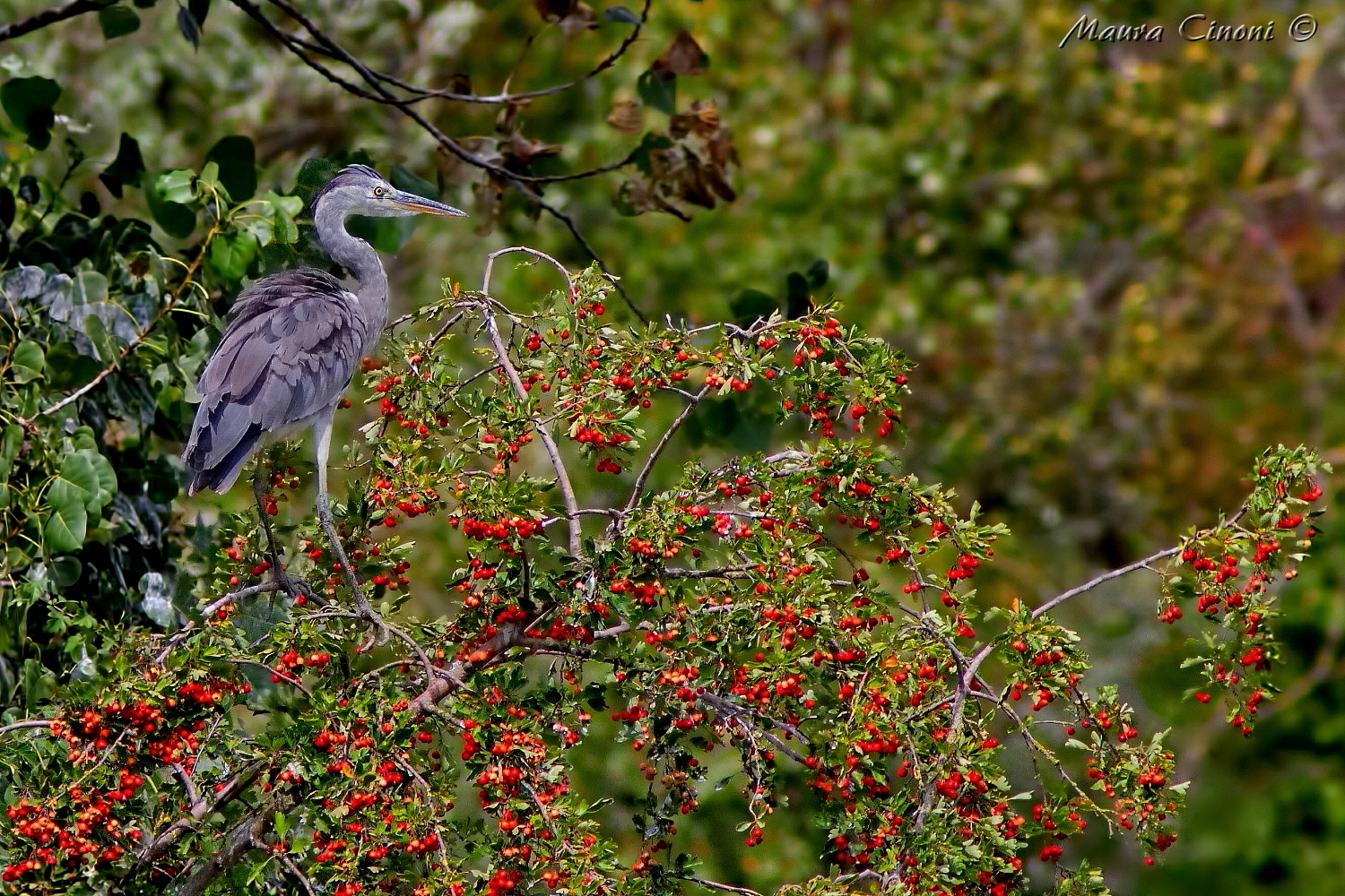 Aiorone Cenerino in red