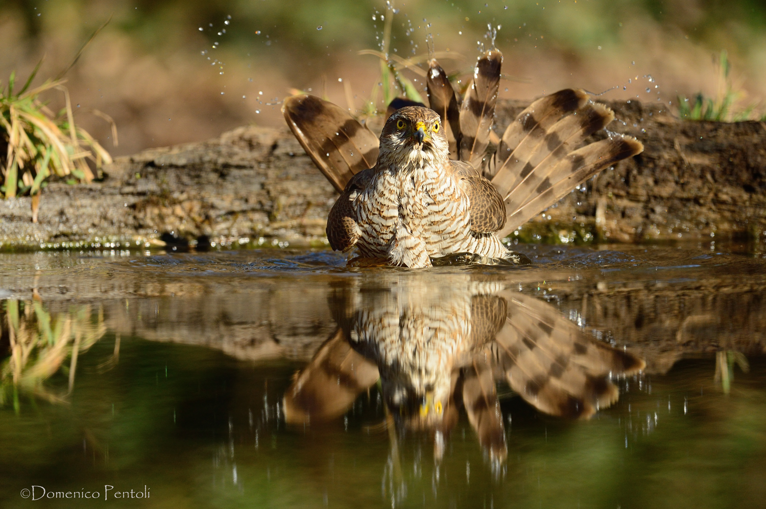 Il bagnetto dello sparviere