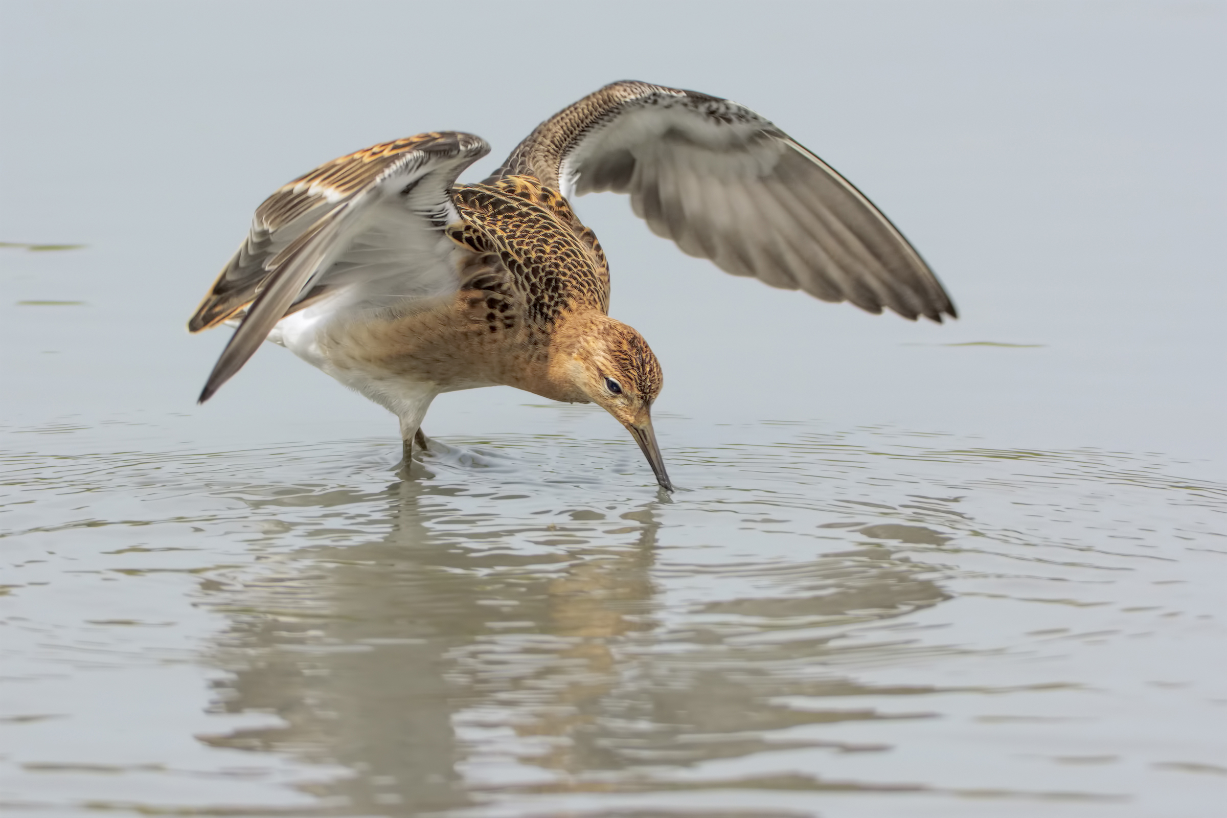 Combattente (Philomachus pugnax)
