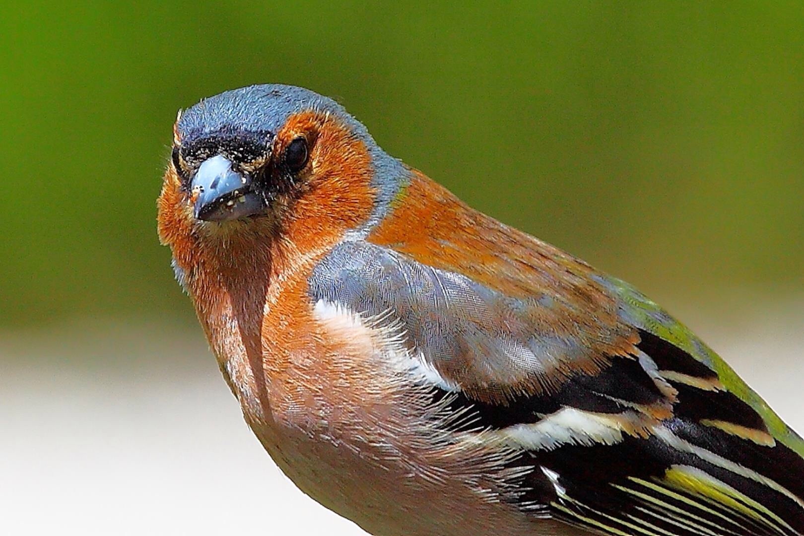 Chaffinch posing