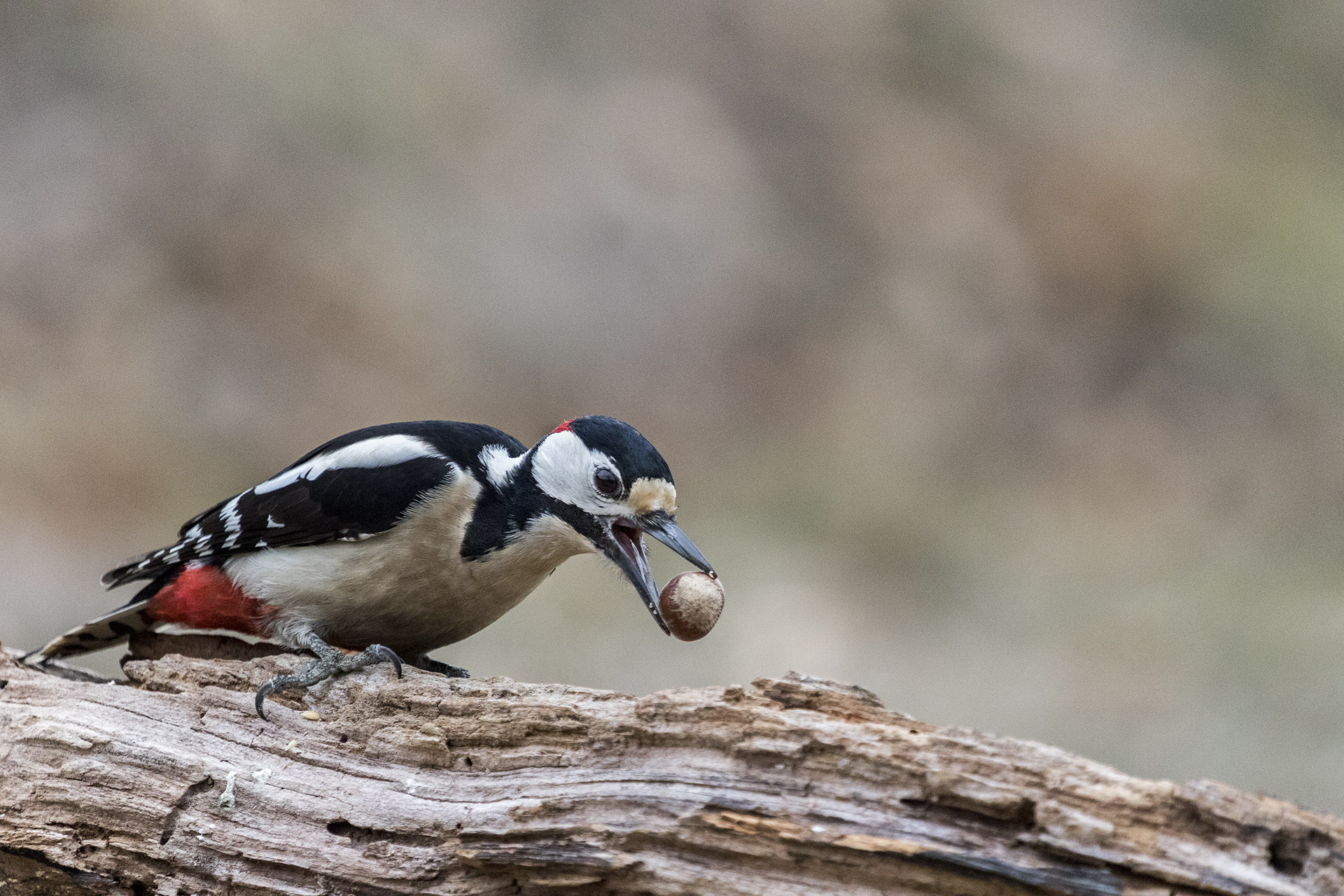 Picchio rosso maggiore con nocciola