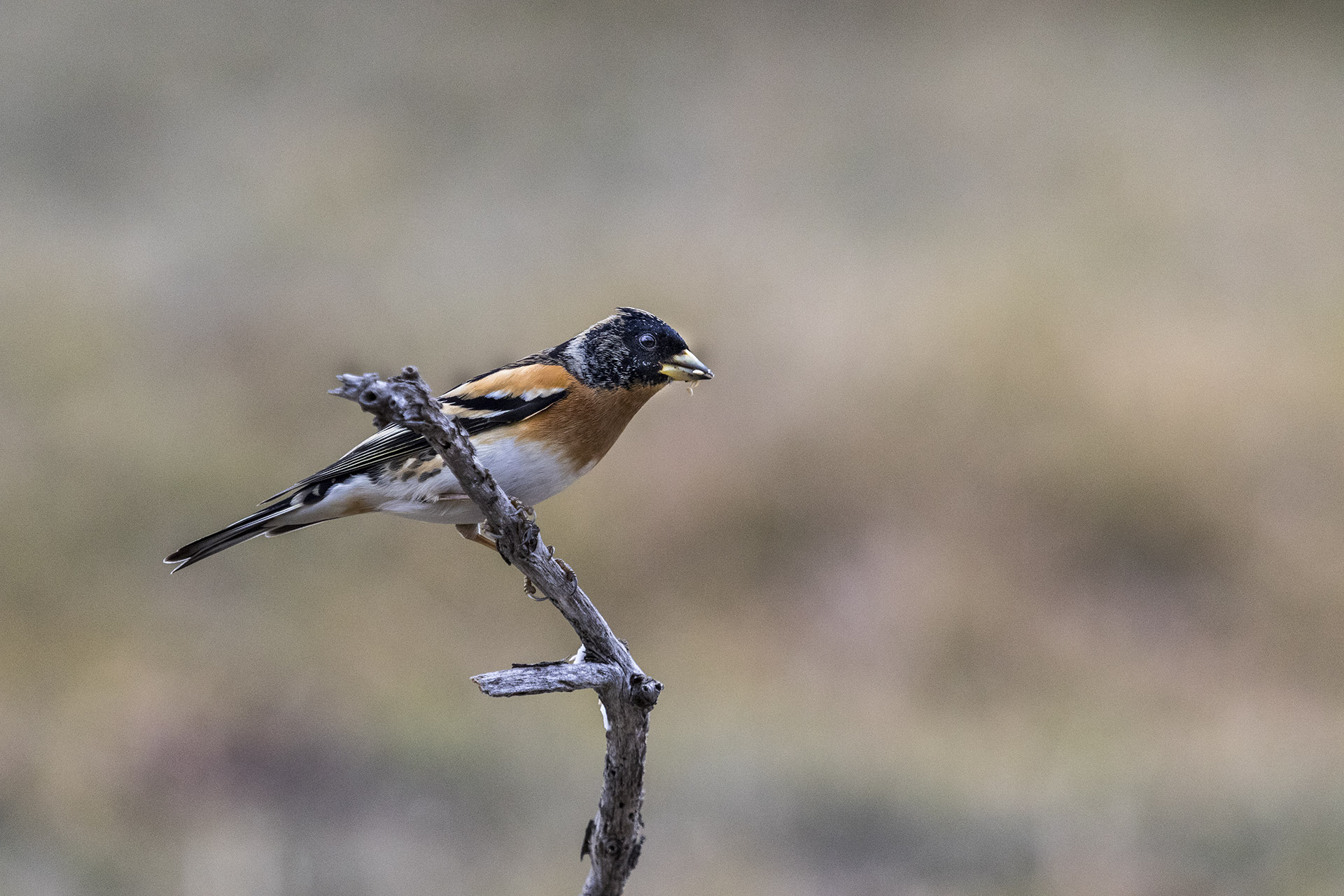 Brambling