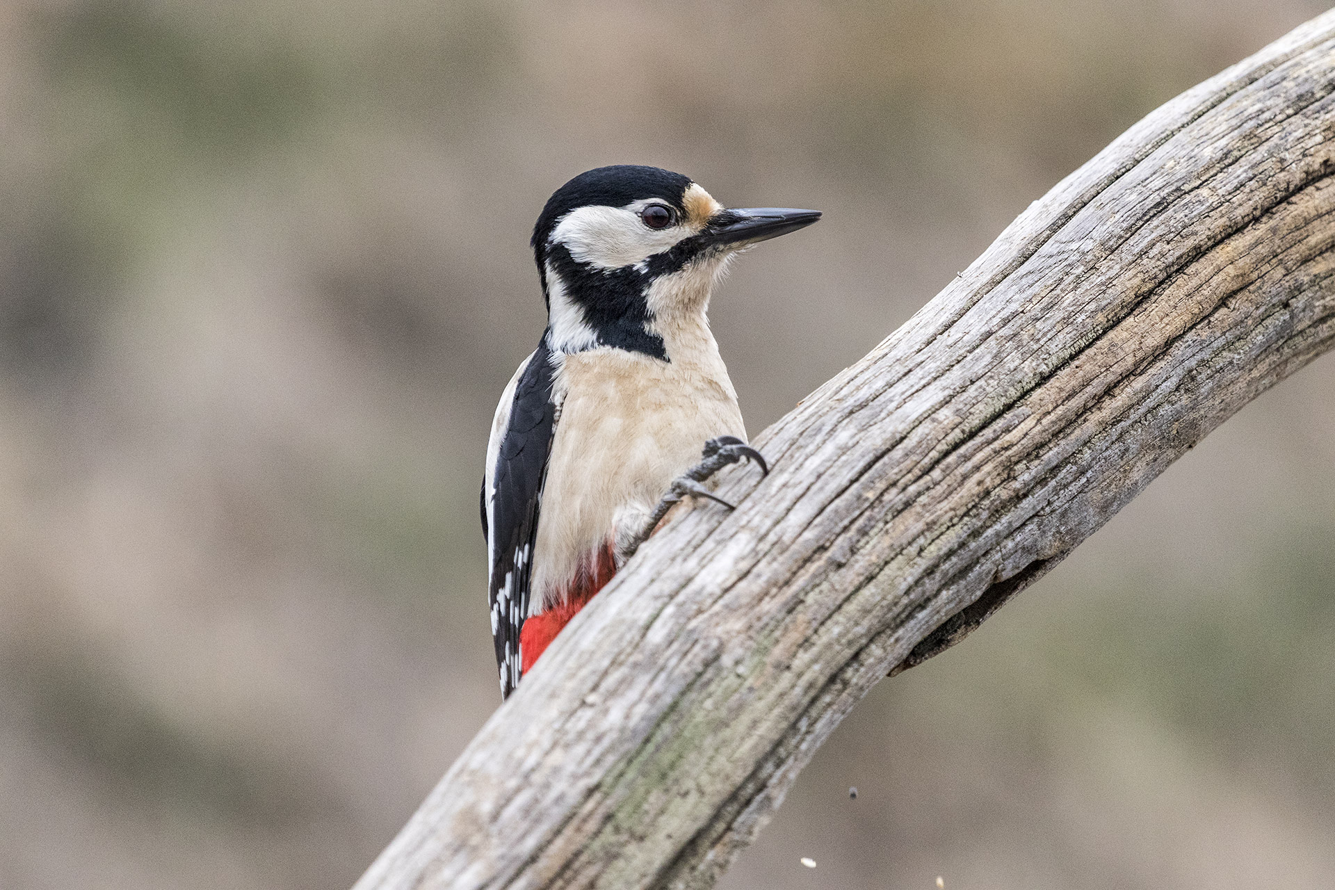picchio rosso maggiore maschio