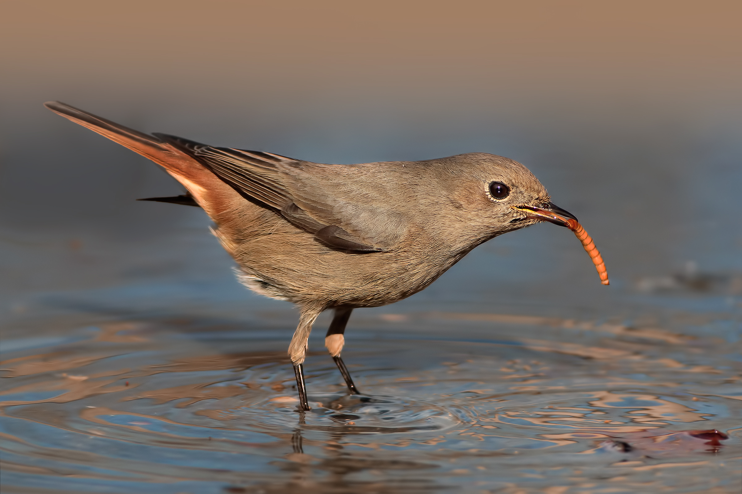 Female Redstart (Phoenicurus phoenicurus)