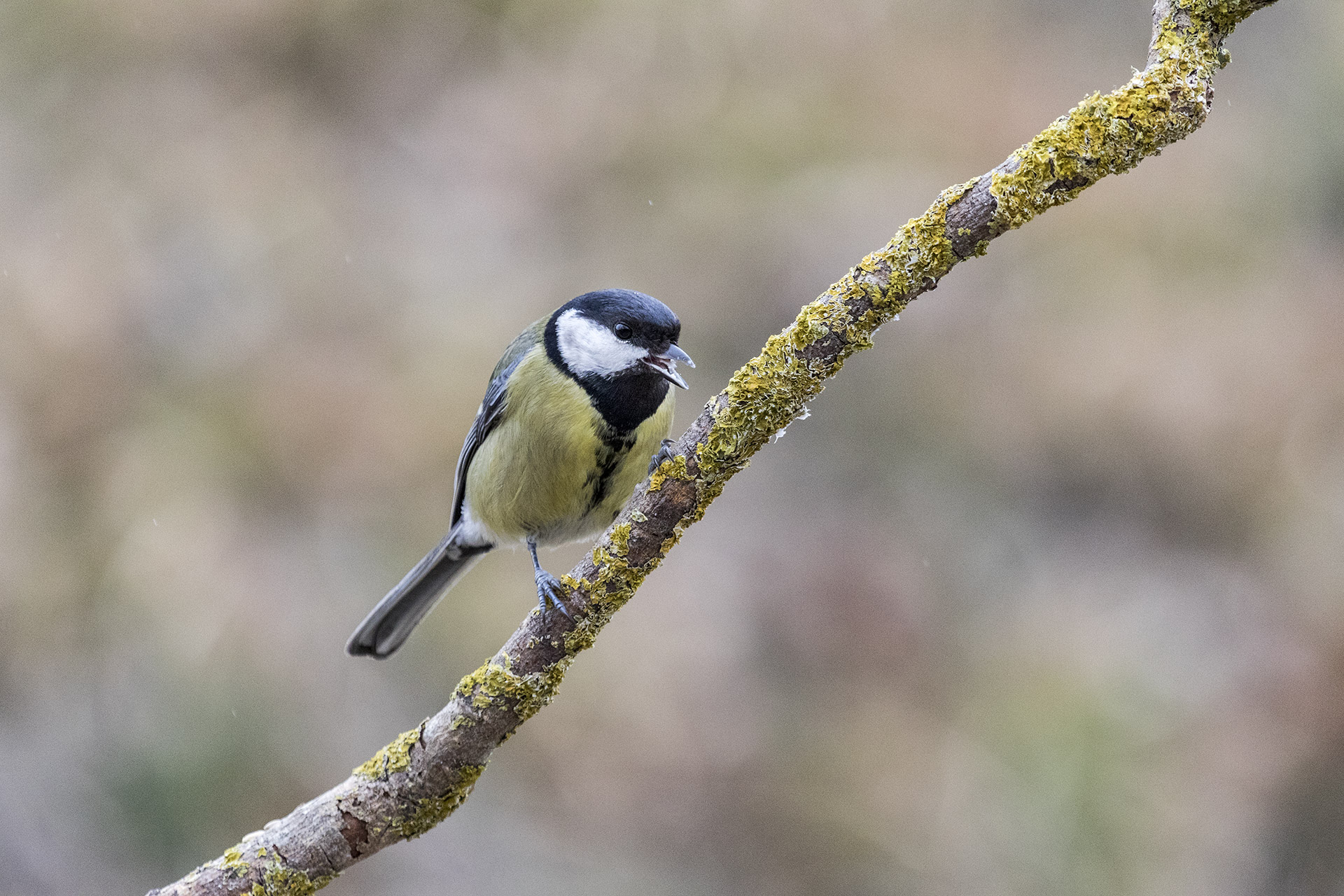 Great Tit