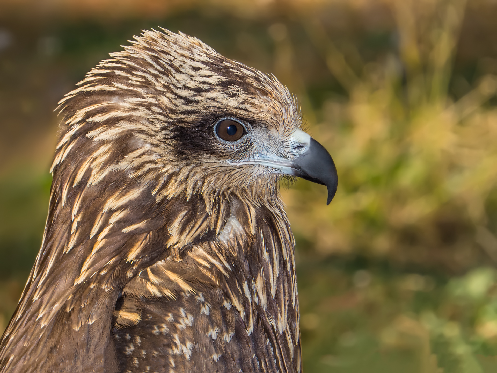 Black Kite