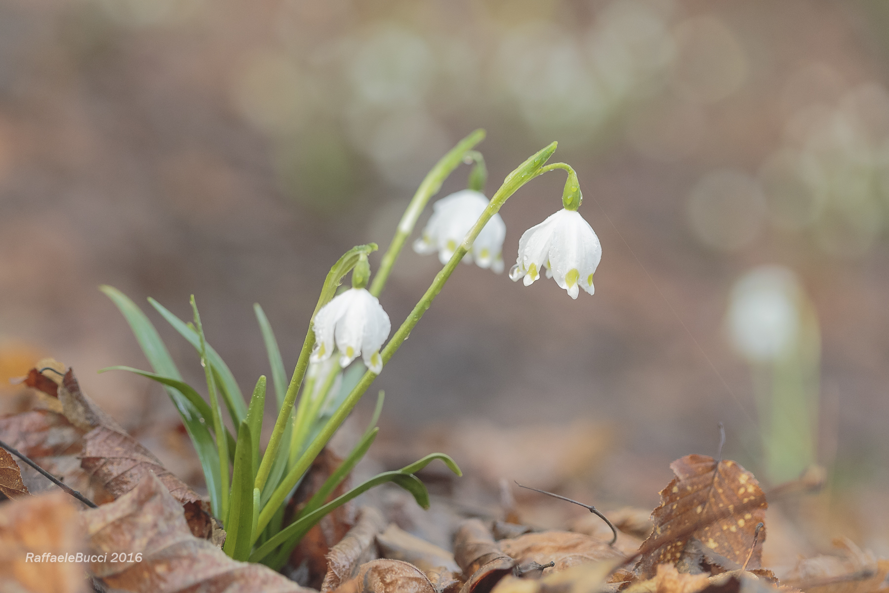 Leucojum vernum