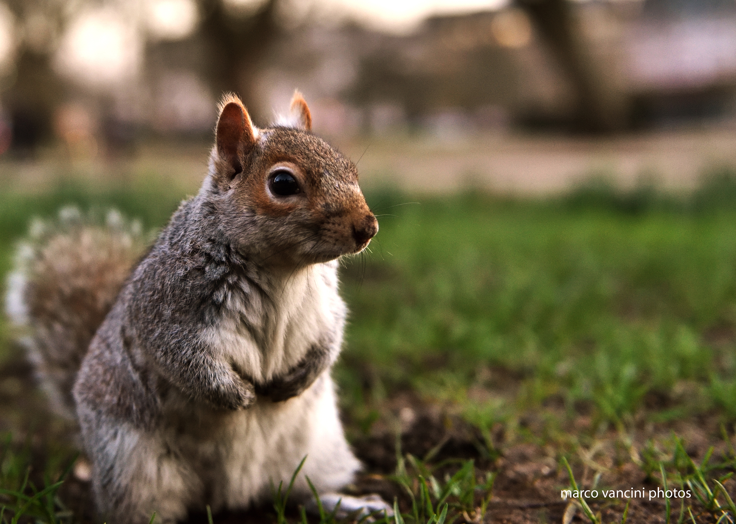 squirrel