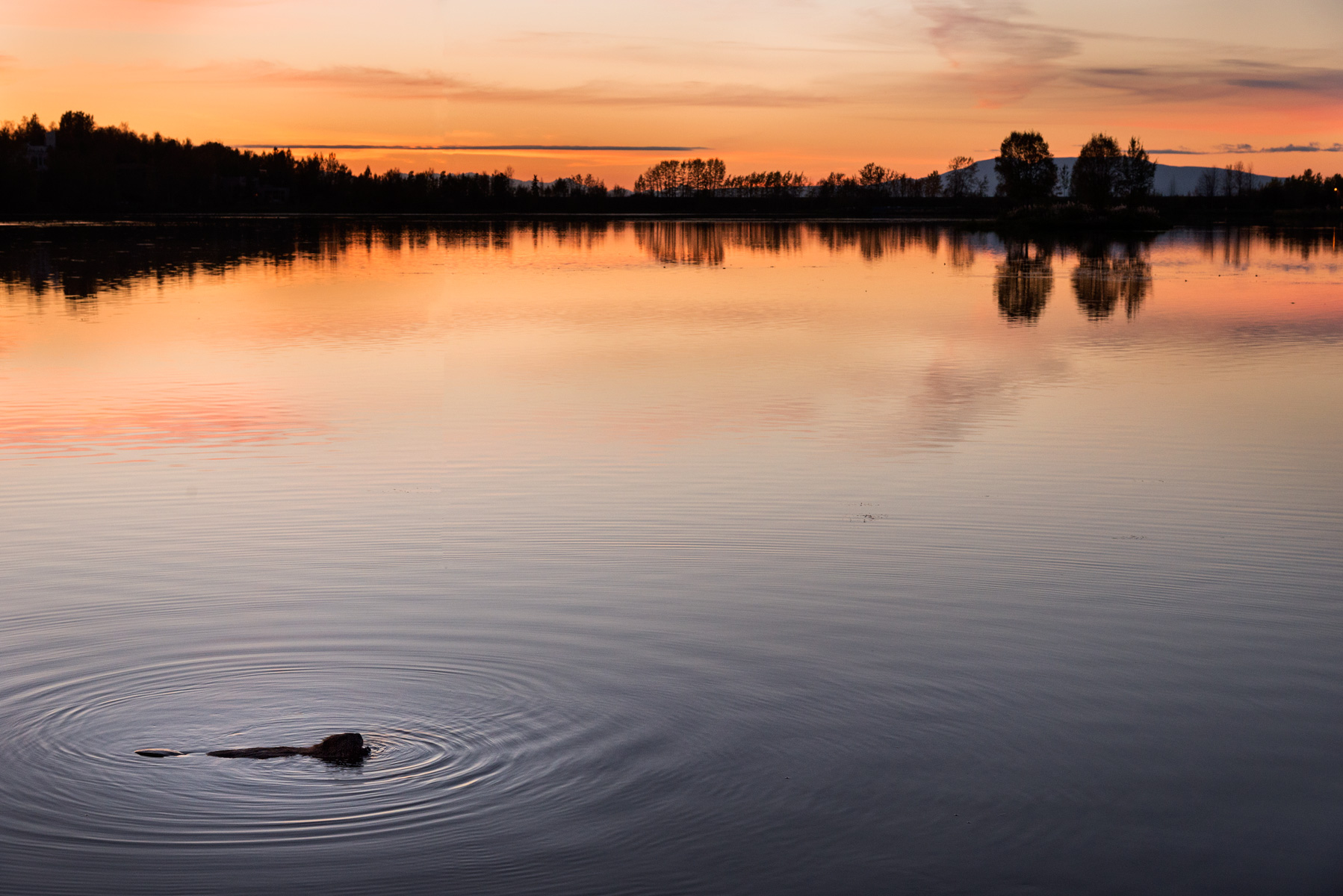 Beaver at sunset
