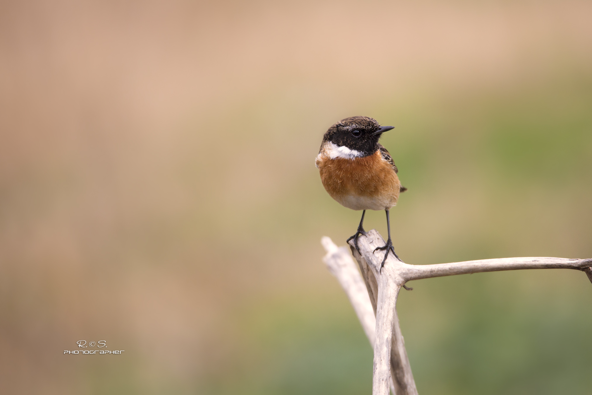 stonechat