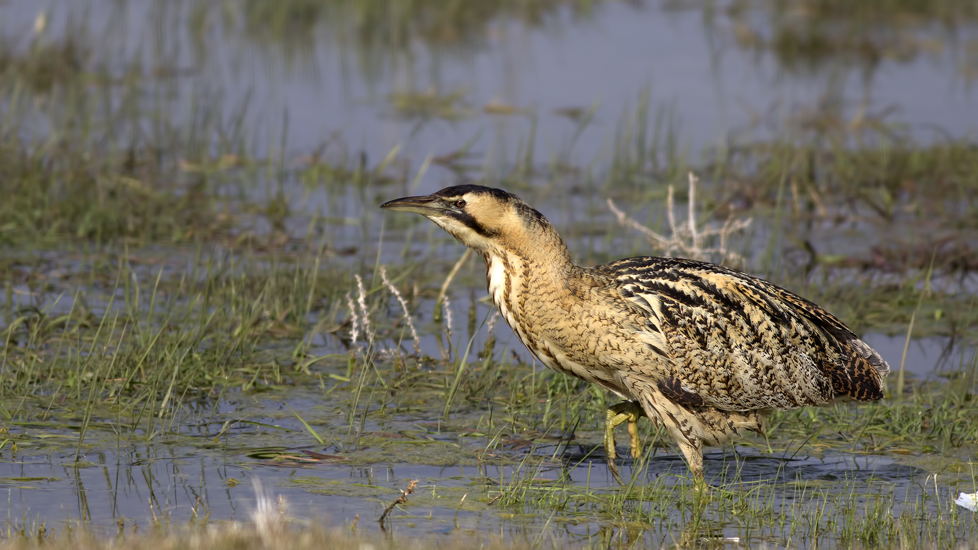 Botaurus stellaris / Balaban (Eurasian Bittern)