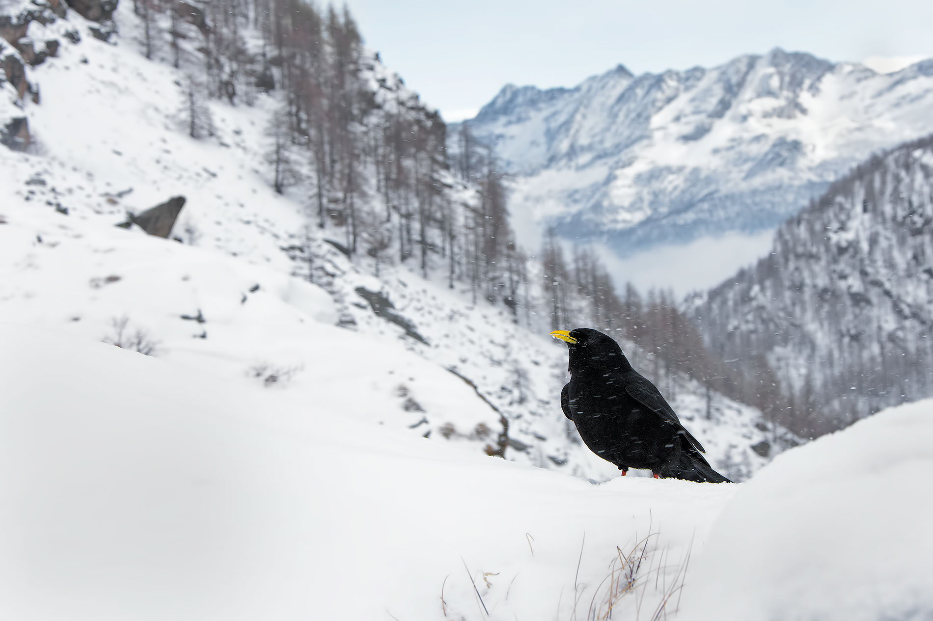 Alpine chough