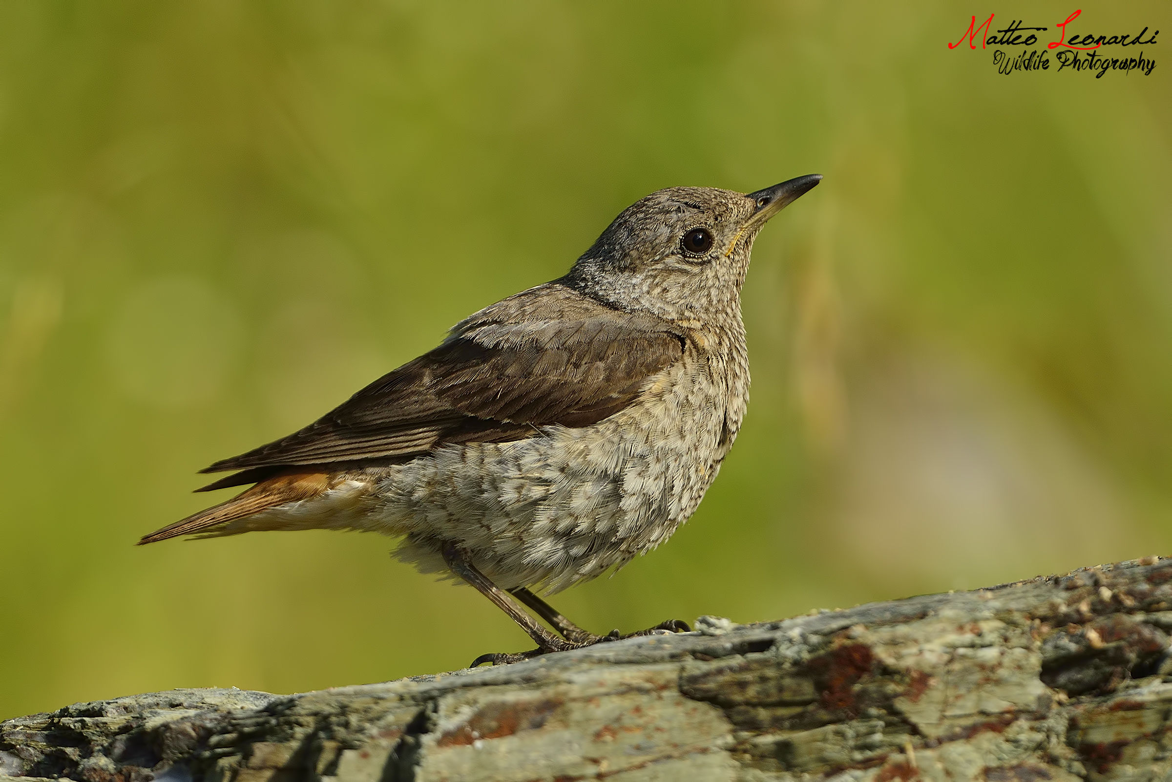Codirossone Femmina - Alpi Apuane