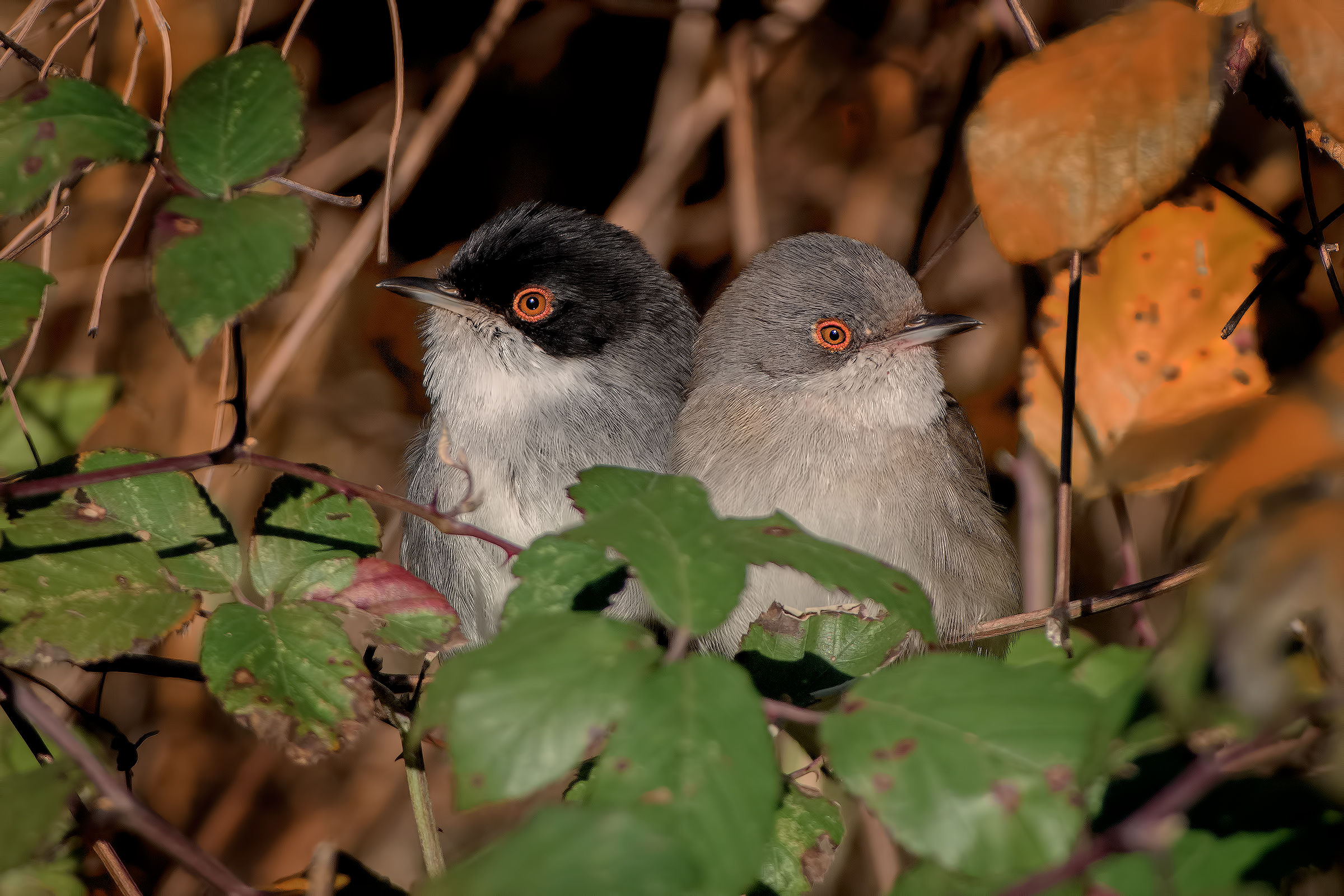 La Coppia felice....