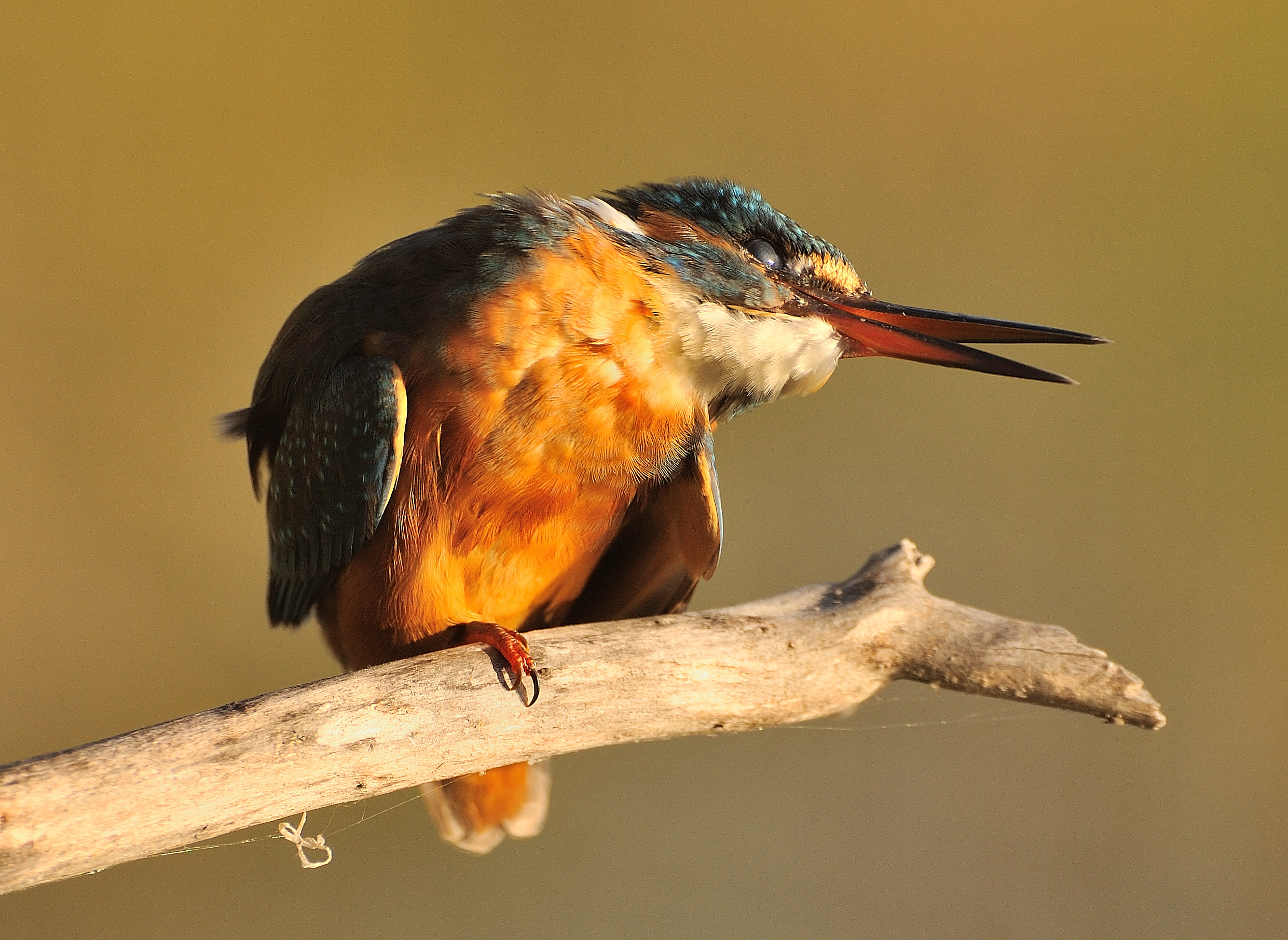Kingfisher Alcedo atthis
