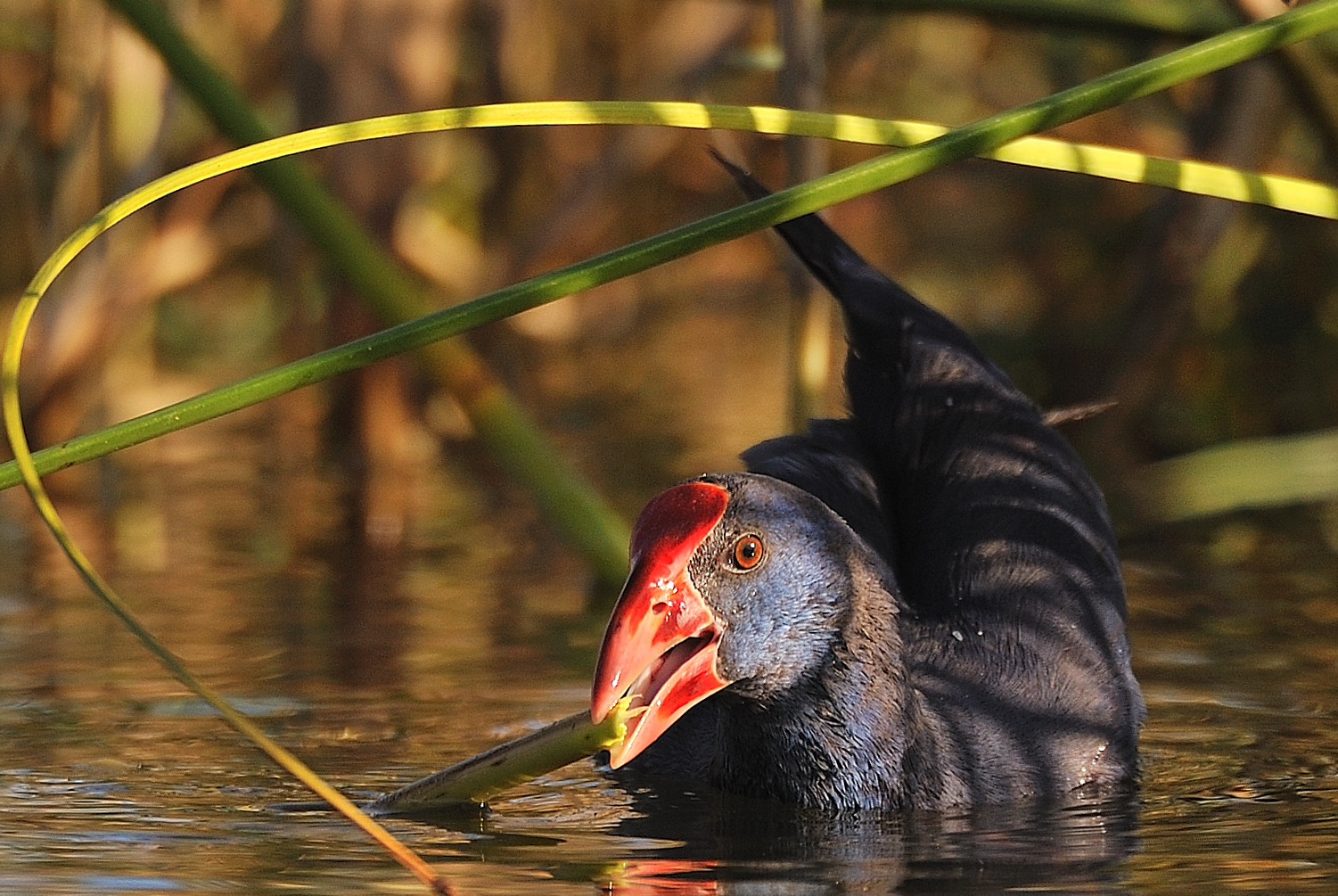 Purple Gallinule