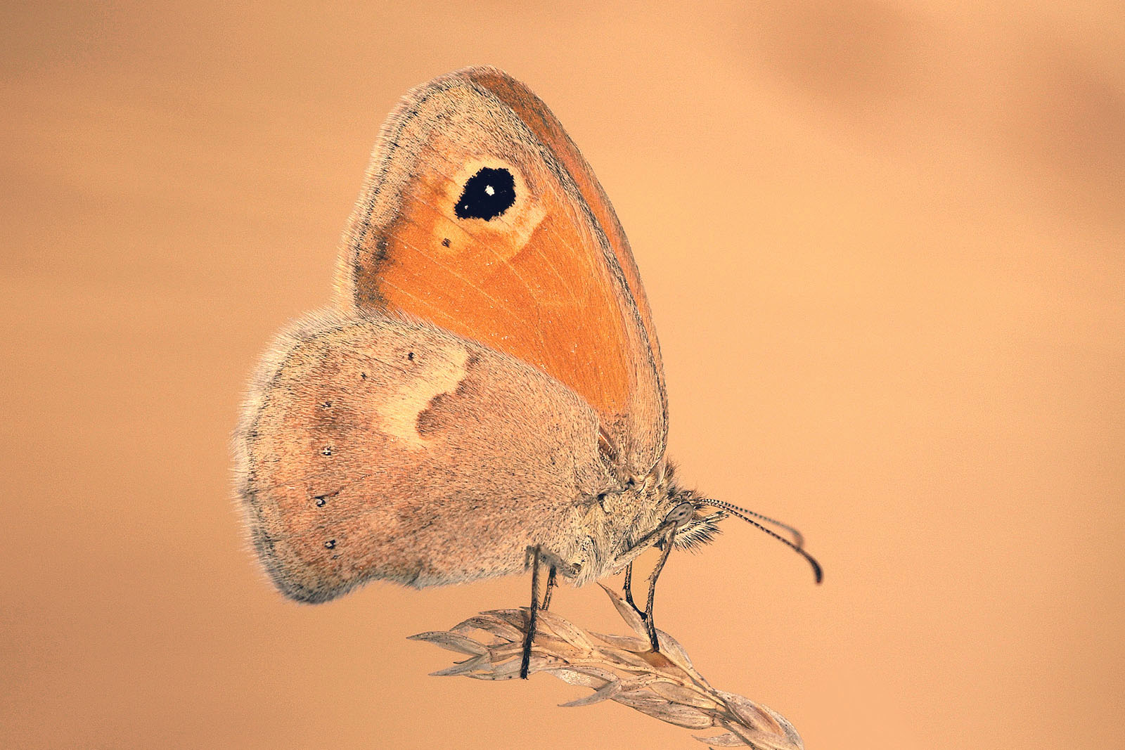 Strano tipo di donna