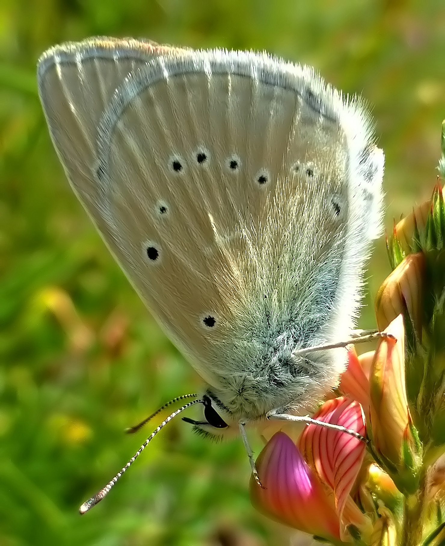 Polyommatus dolus Virgilius
