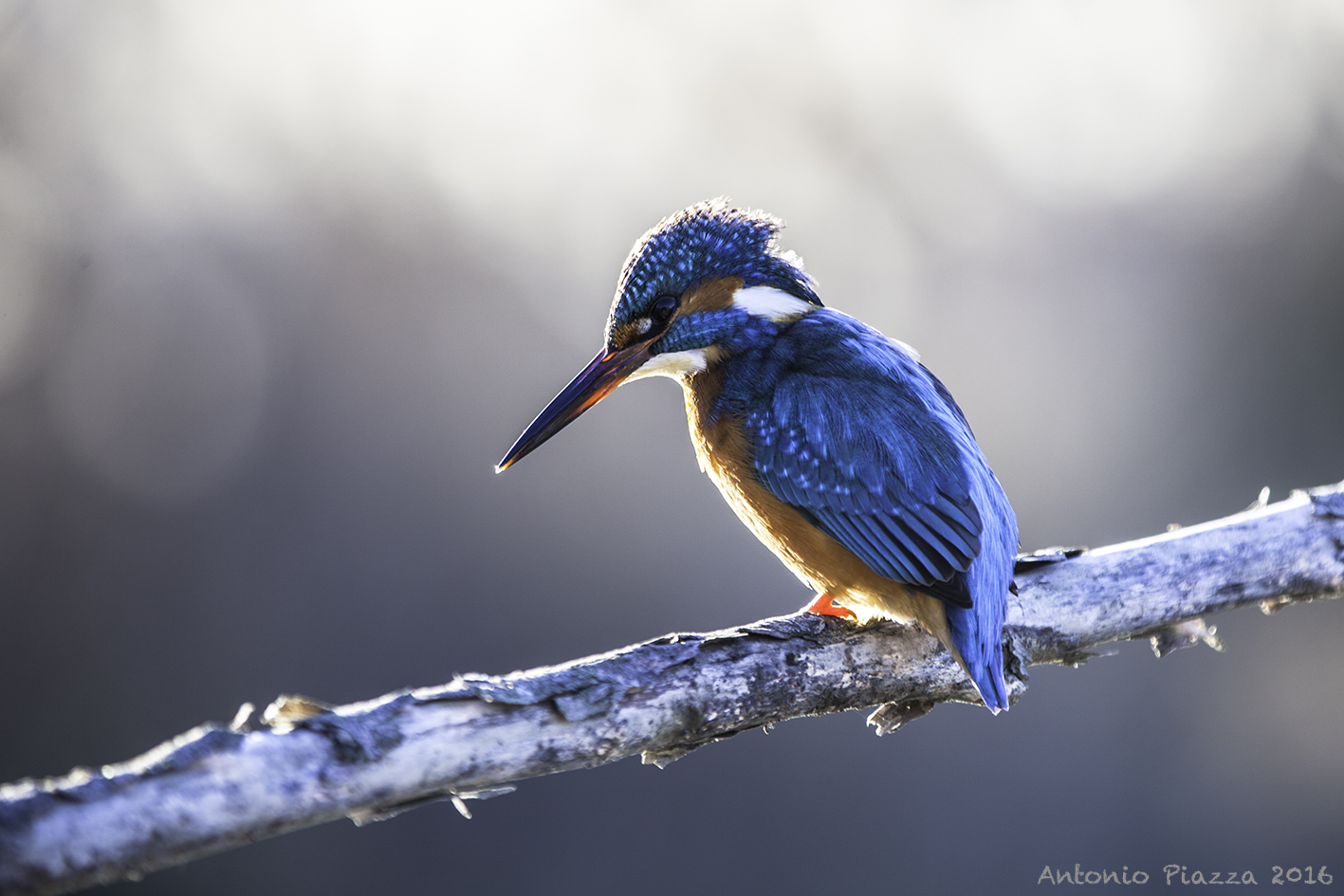 Kingfisher