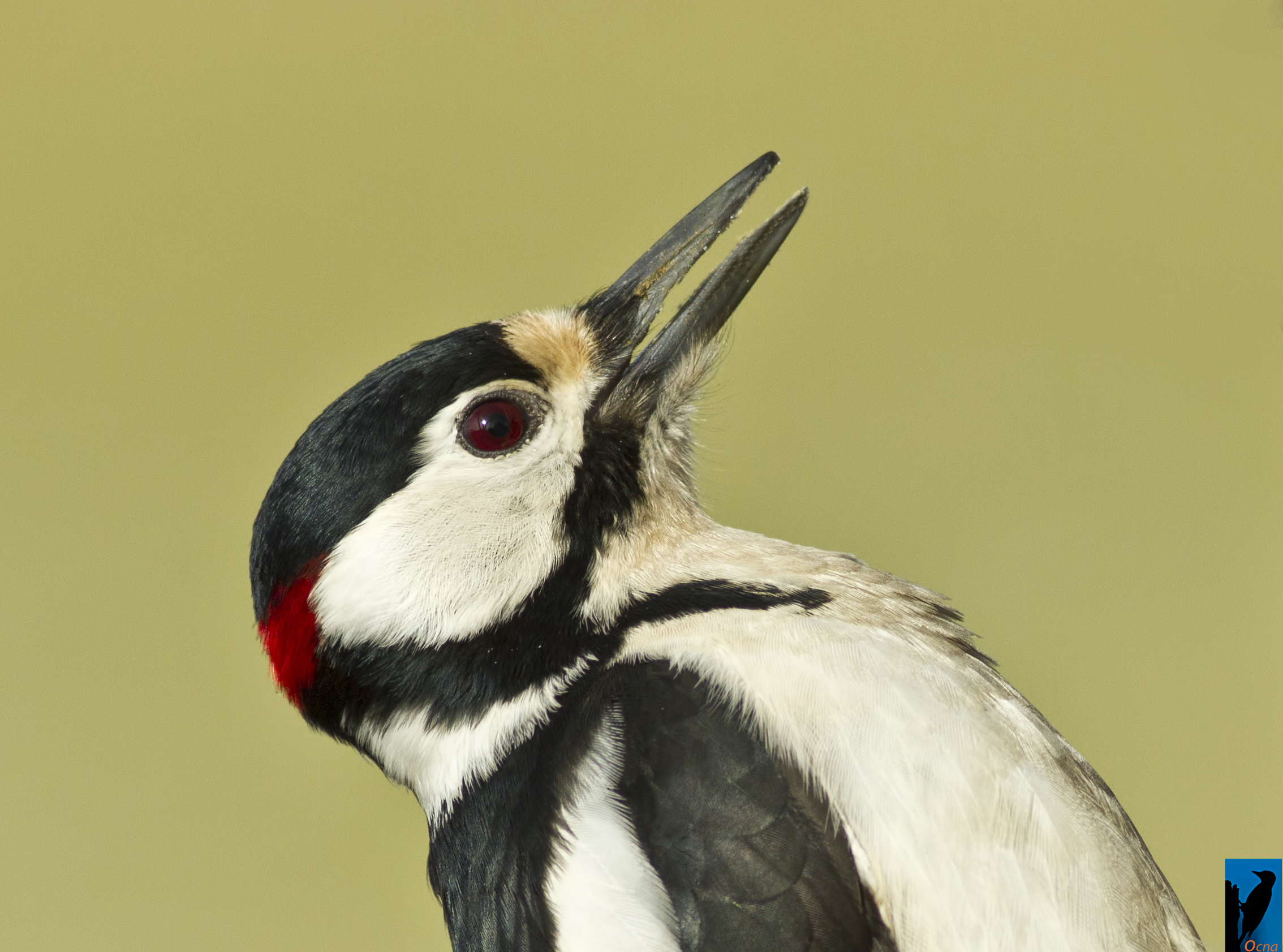 foto tessera con .....sorriso