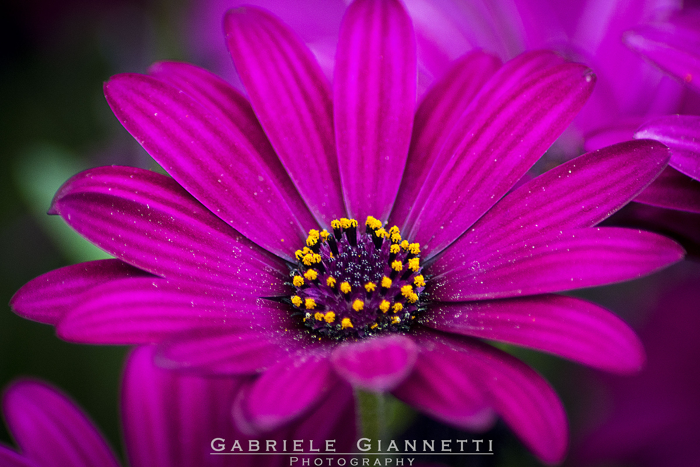 Gerbera...