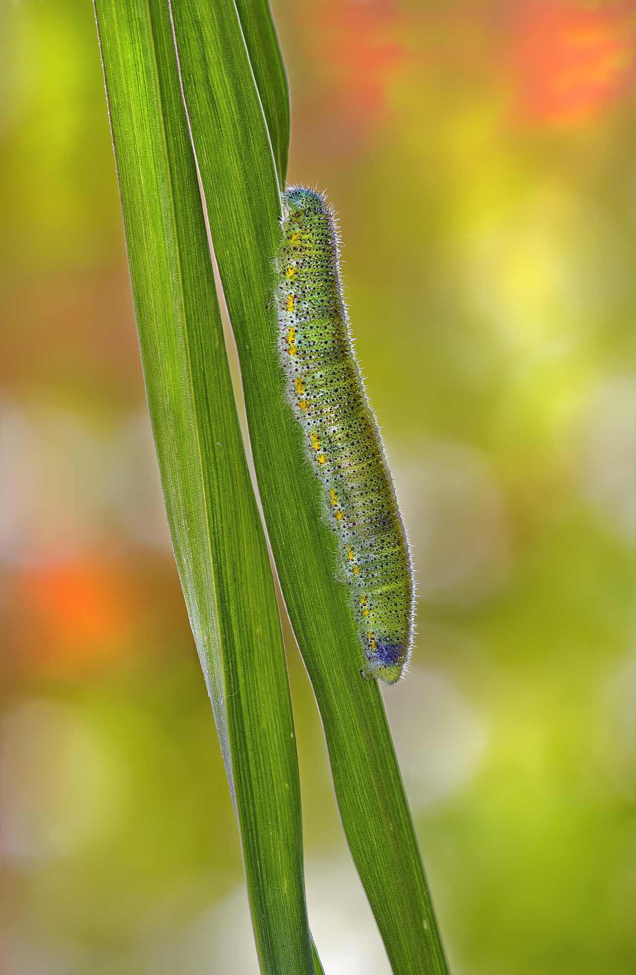 Tra i colori del tramonto