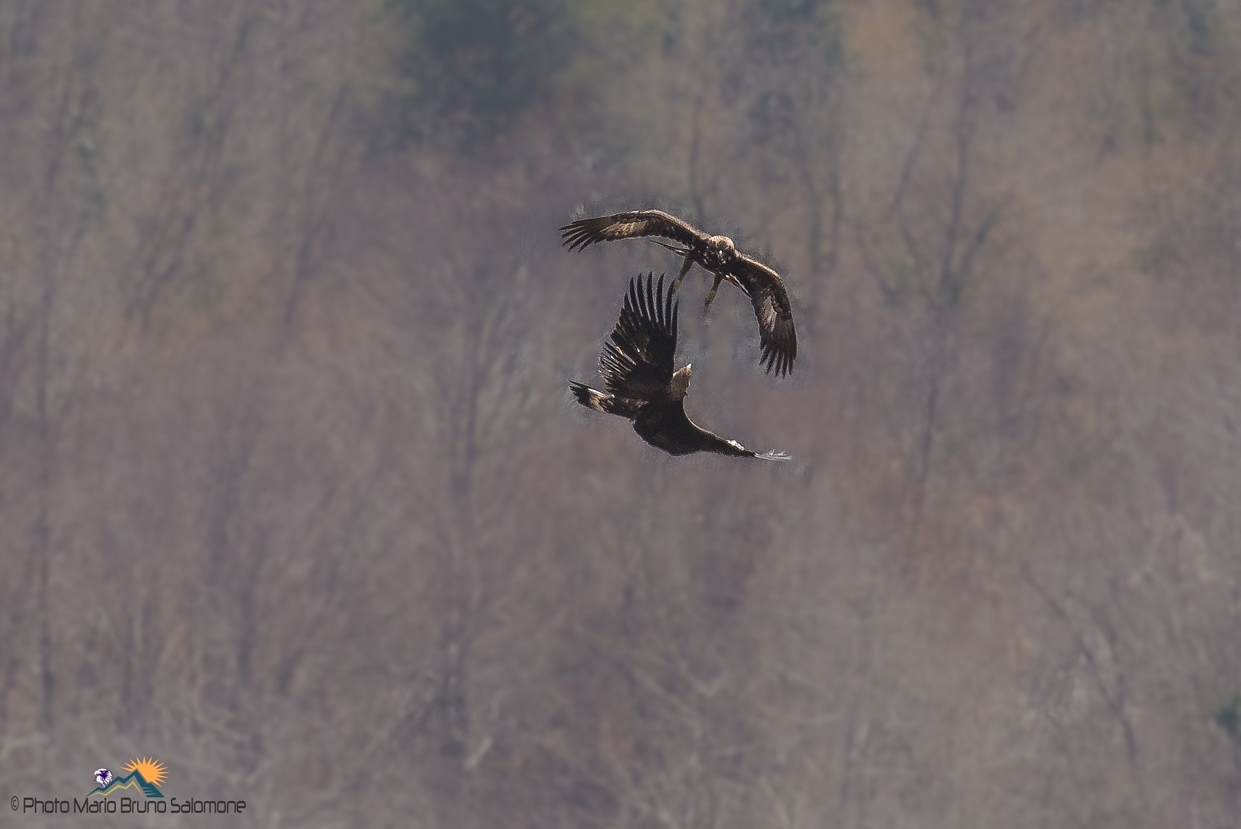 Games between Eagles